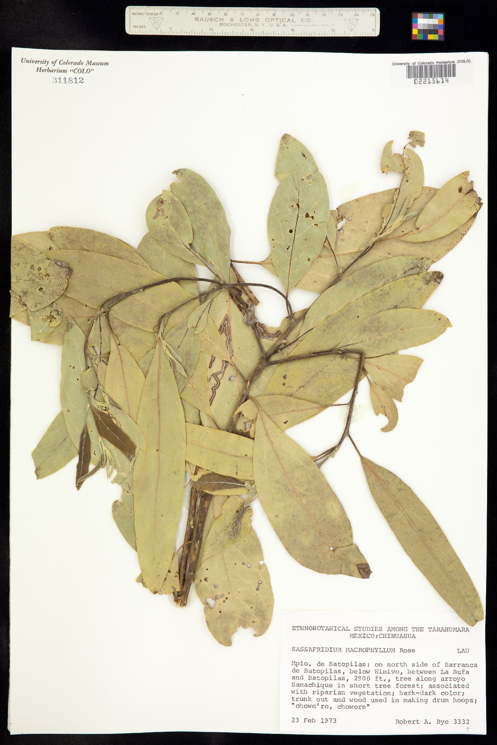 Sassafridium macrophyllum image