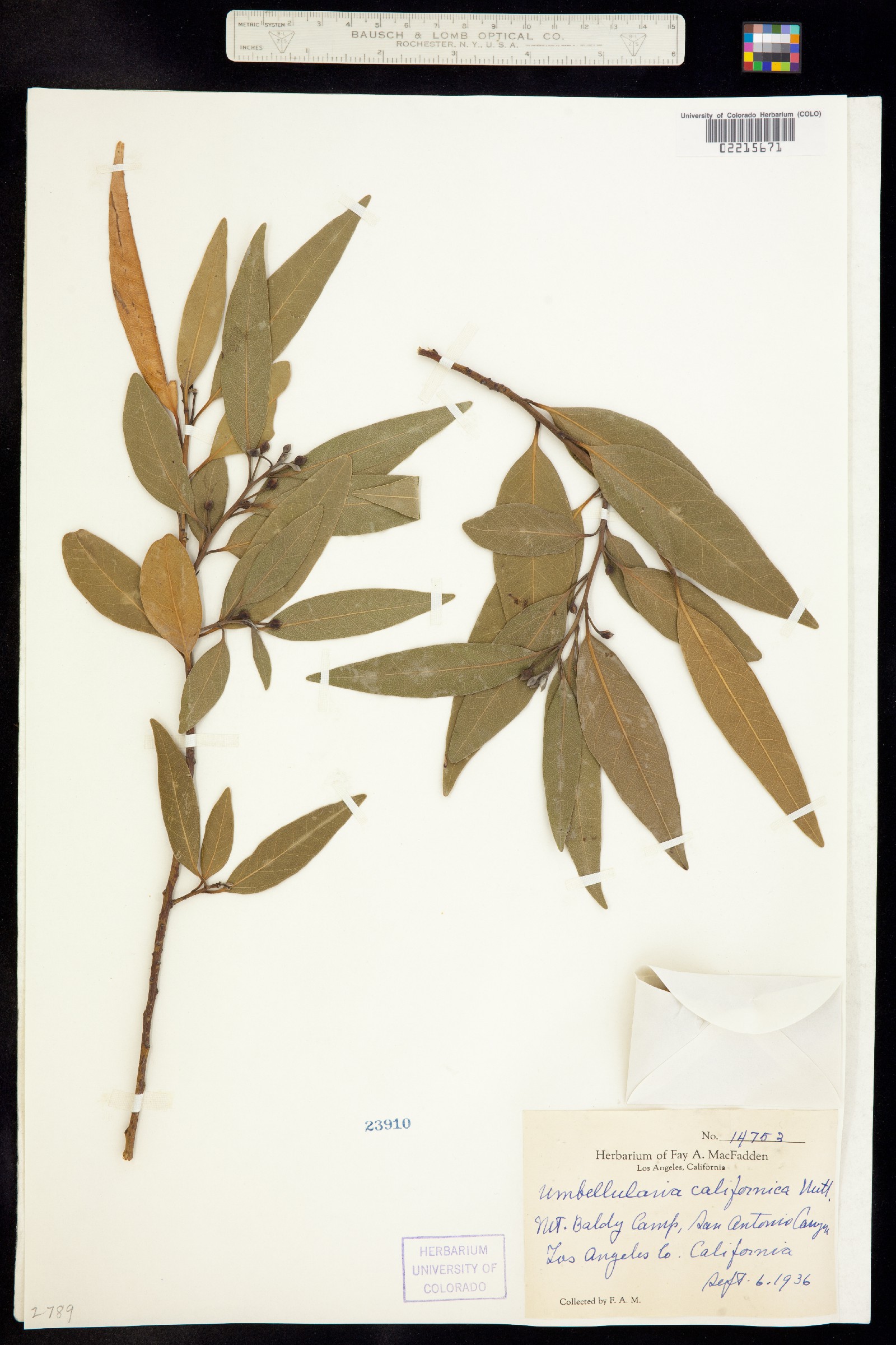 Umbellularia californica image