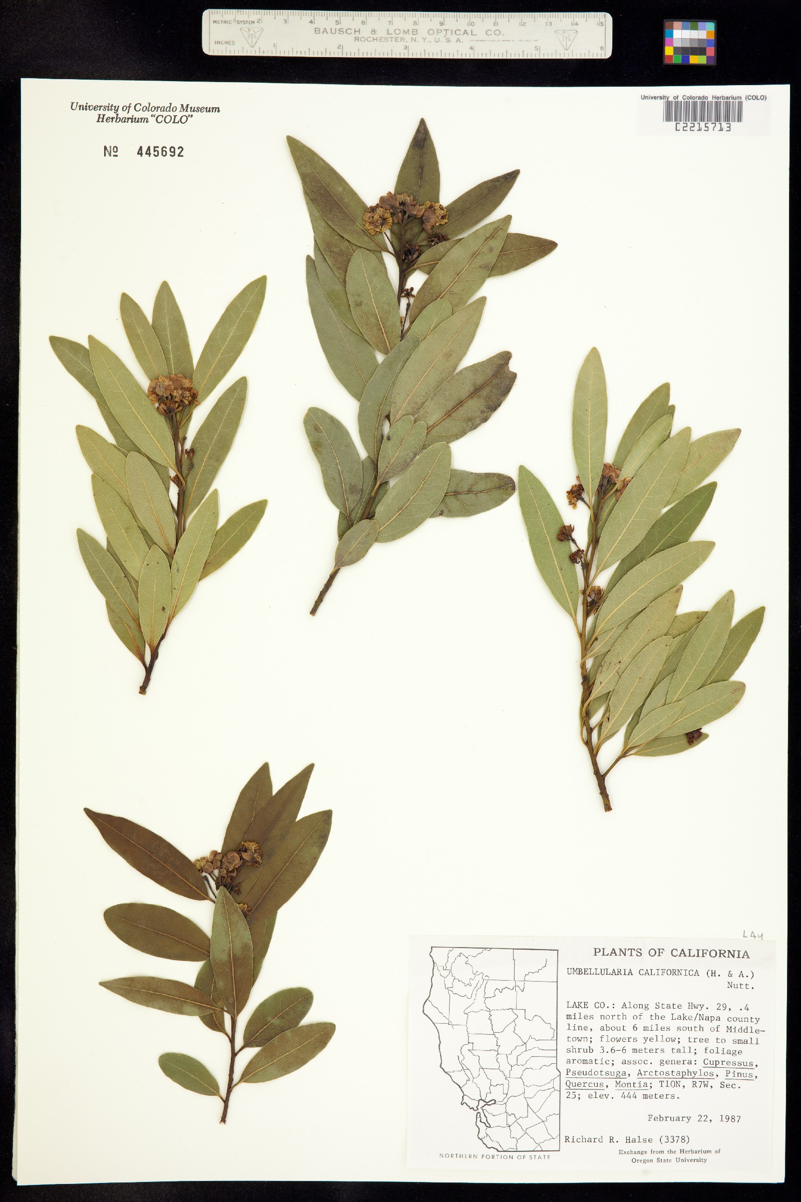 Umbellularia image
