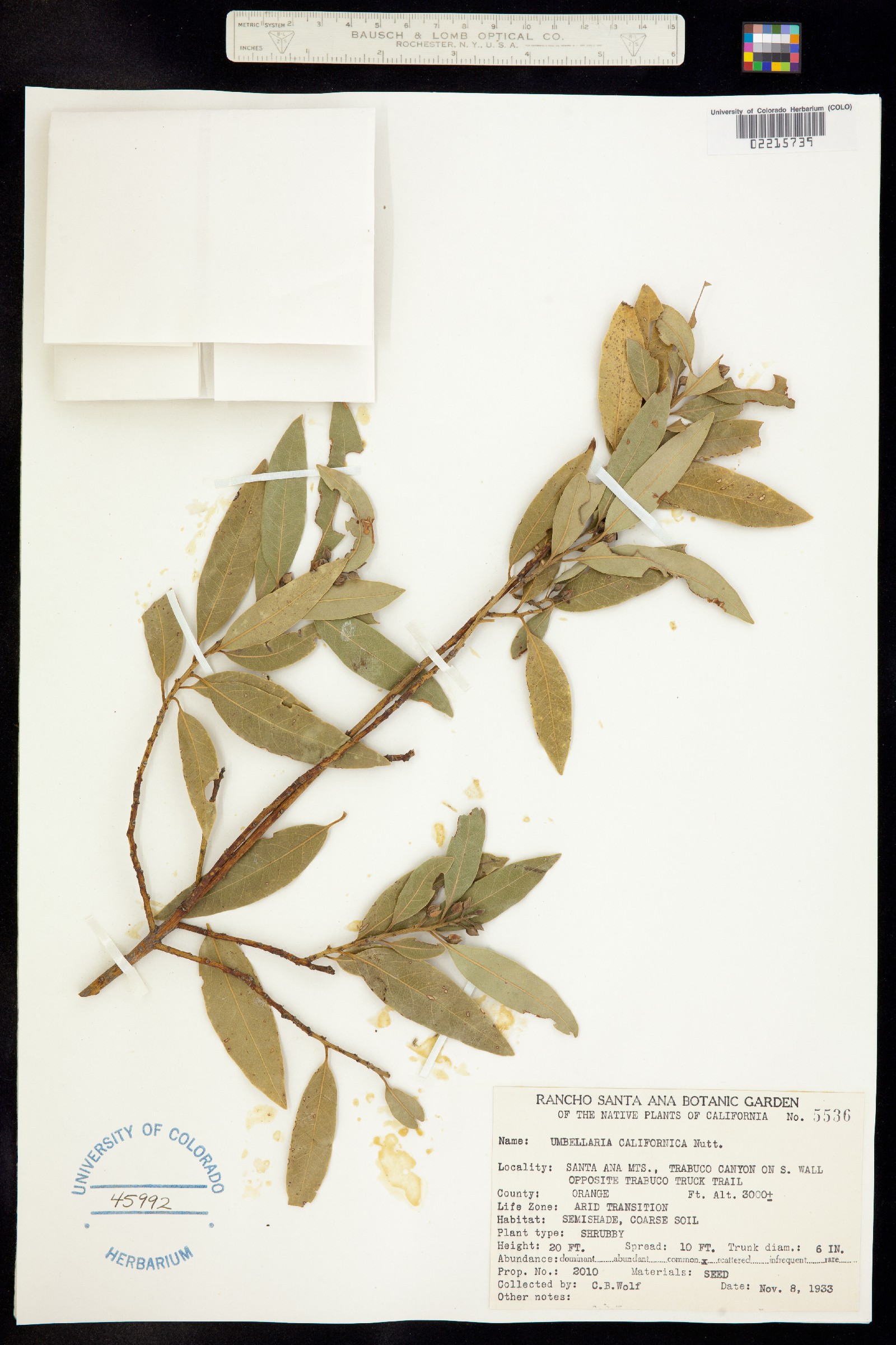 Umbellularia californica image