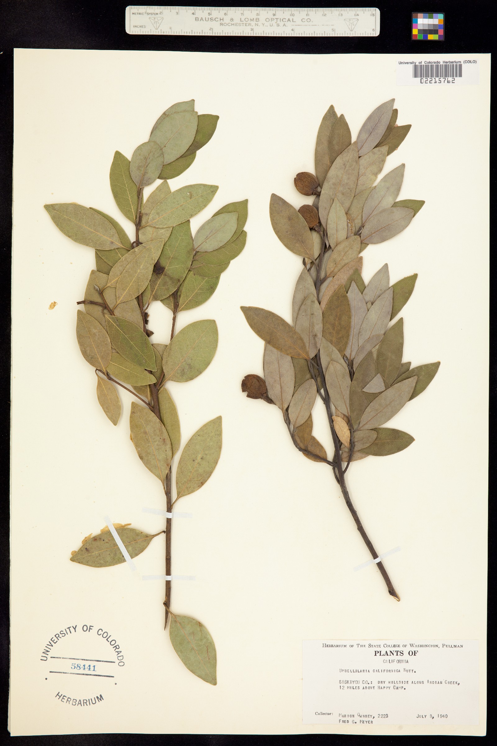 Umbellularia californica image