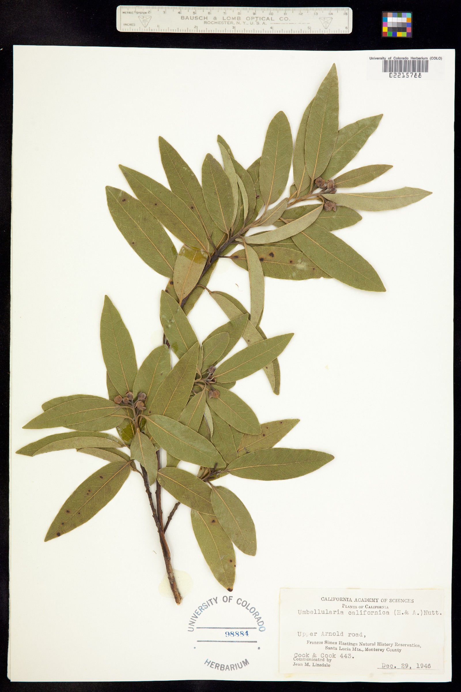 Umbellularia californica image