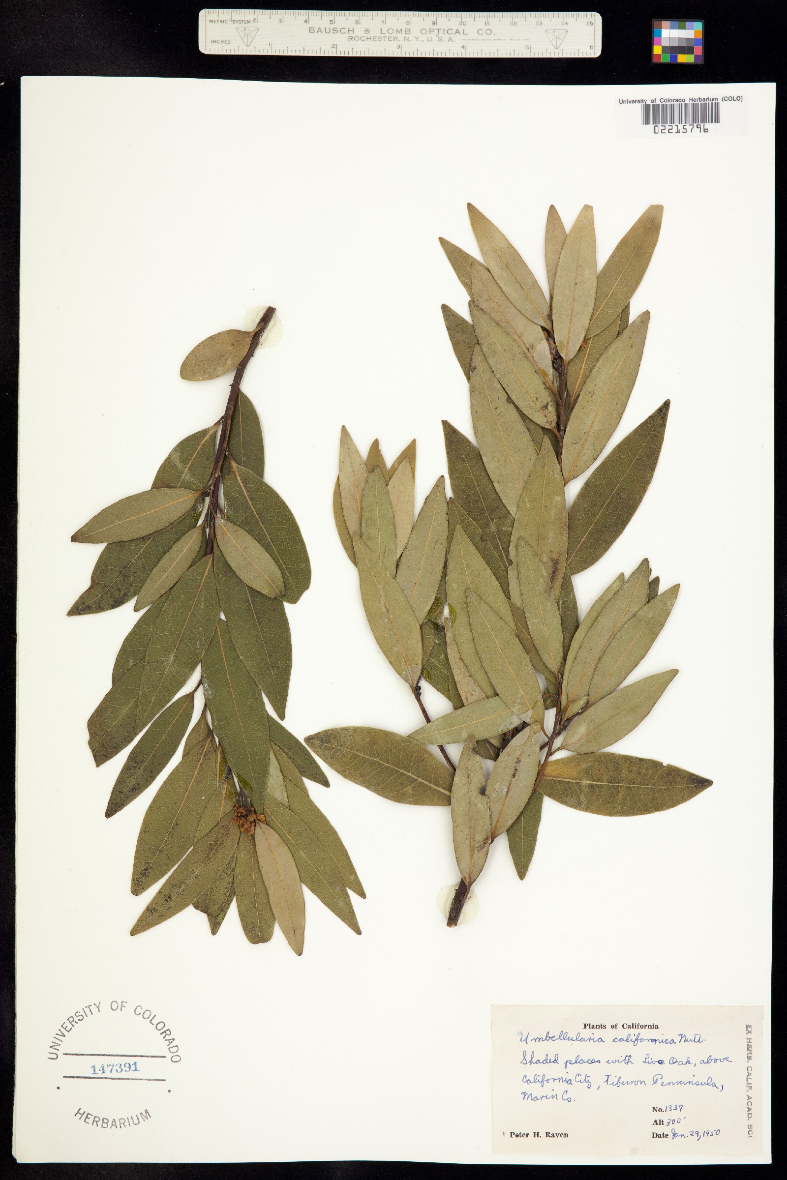 Umbellularia californica image