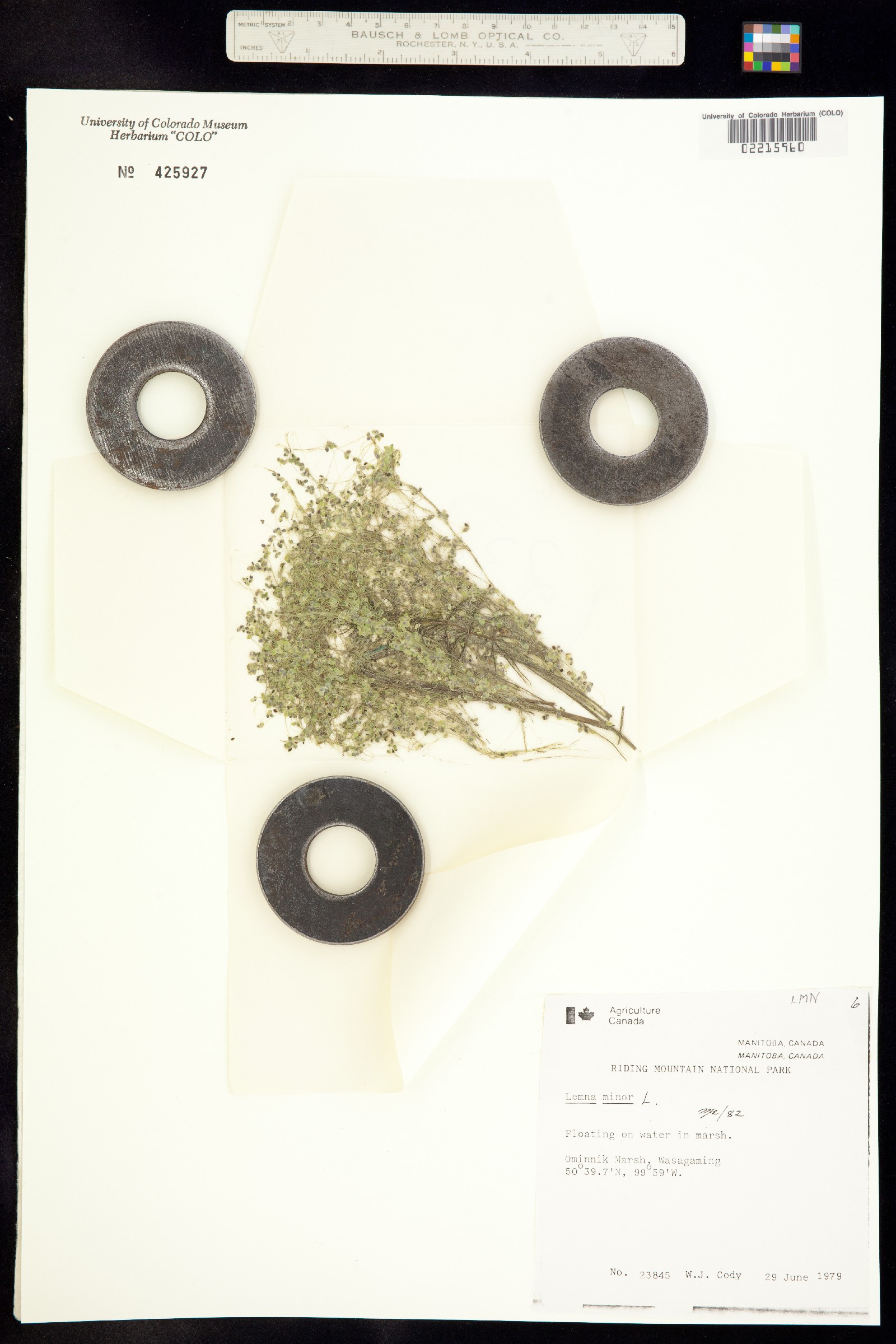 Lemna minor image
