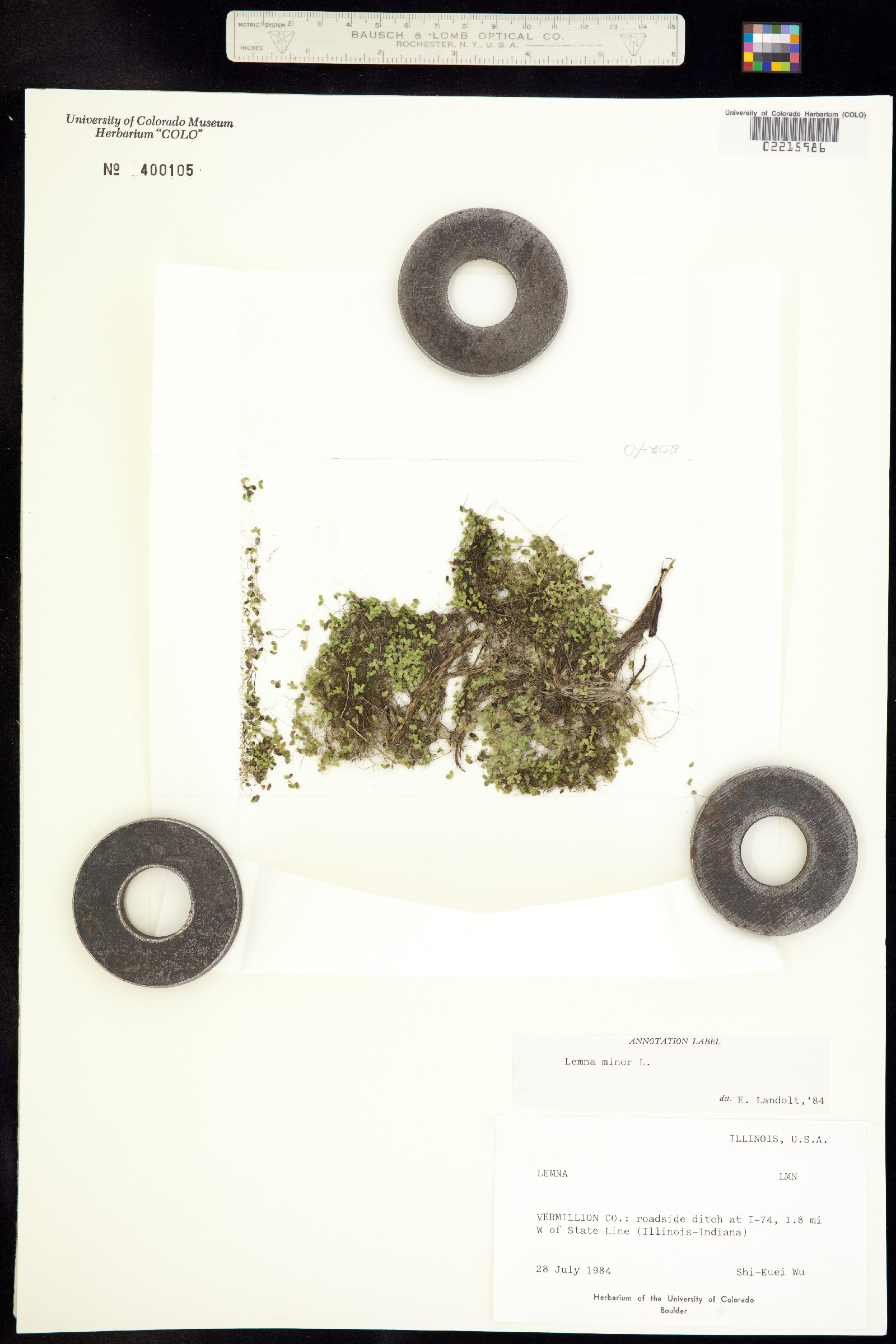 Lemna minor image