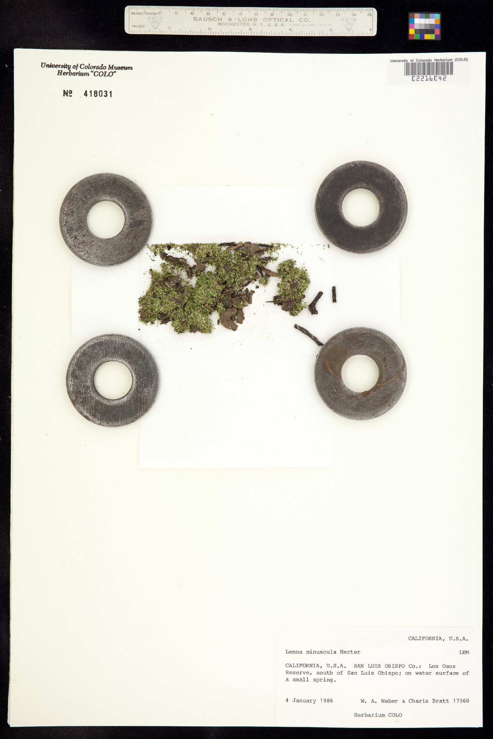 Lemna image