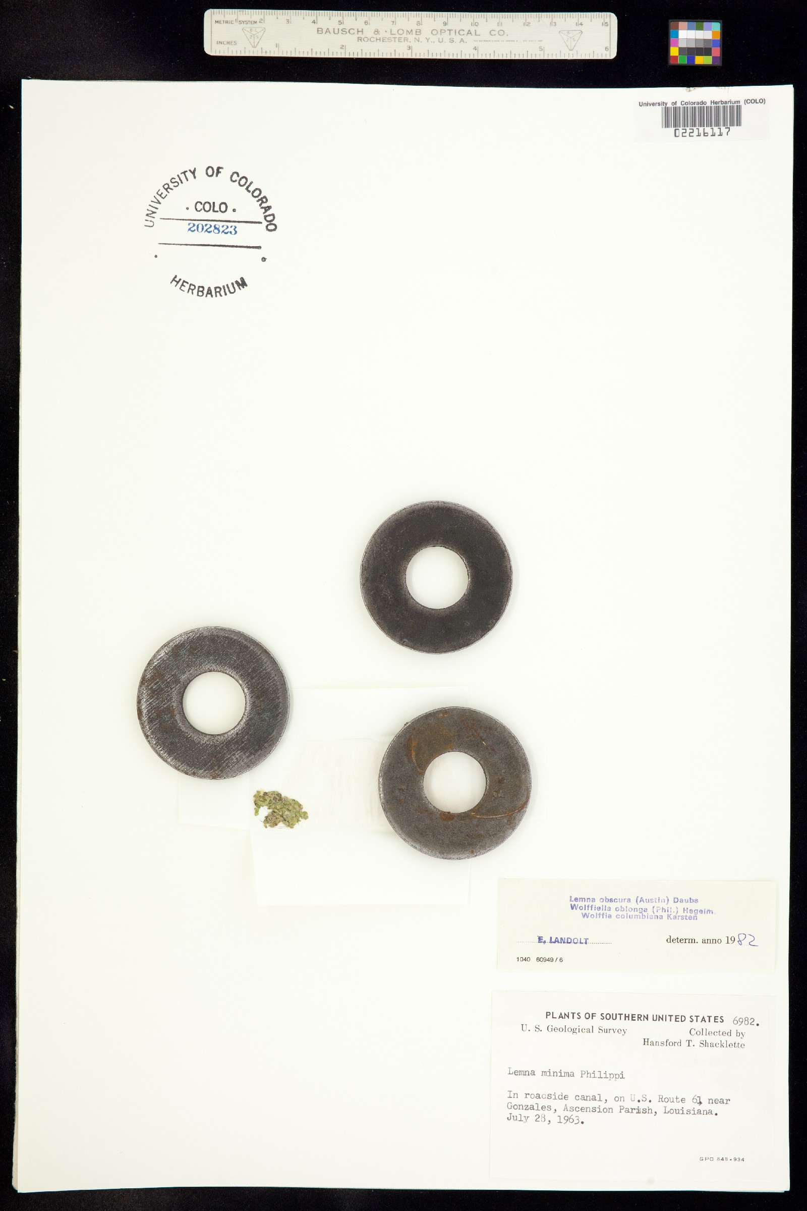 Lemnaceae image