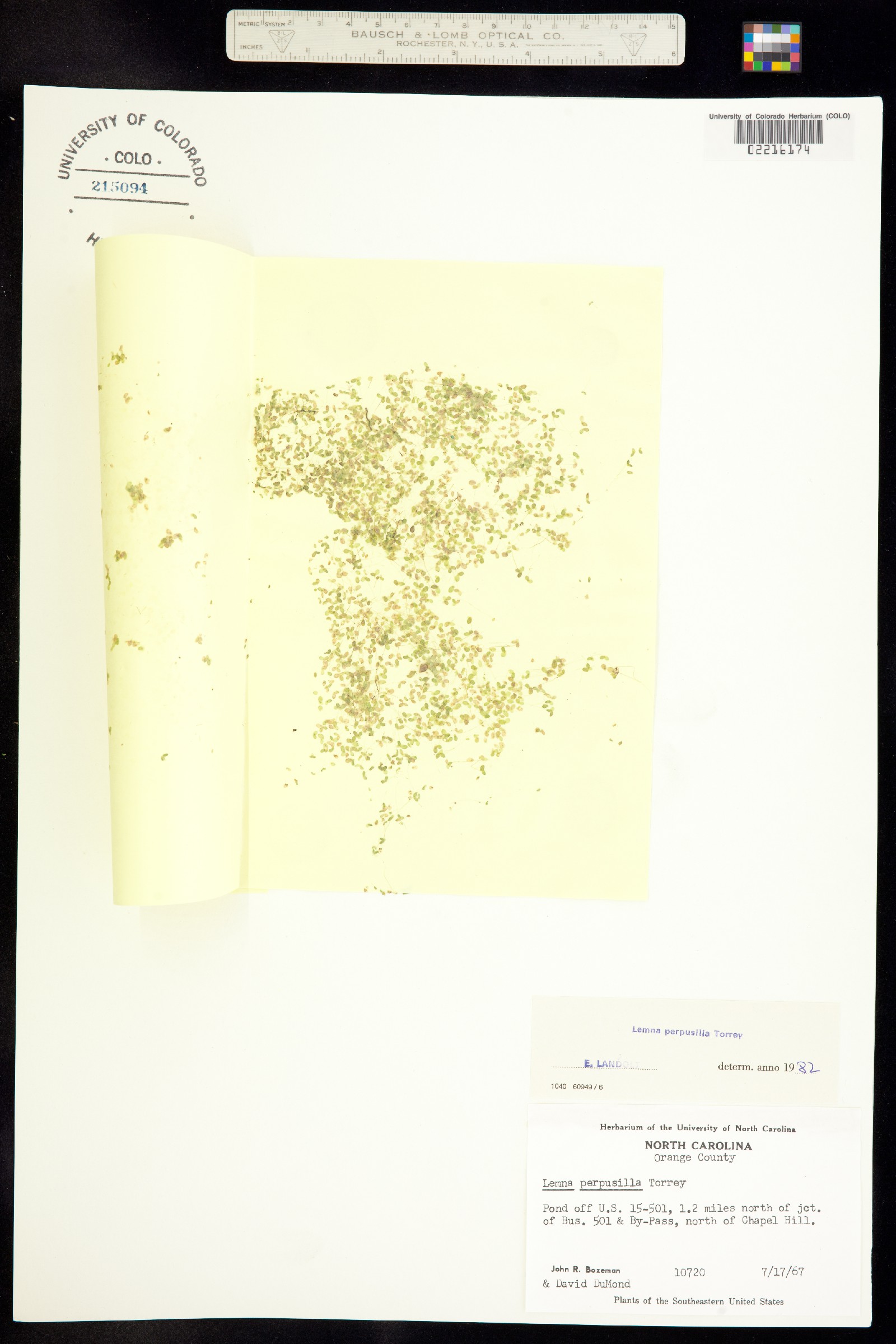 Lemna perpusilla image