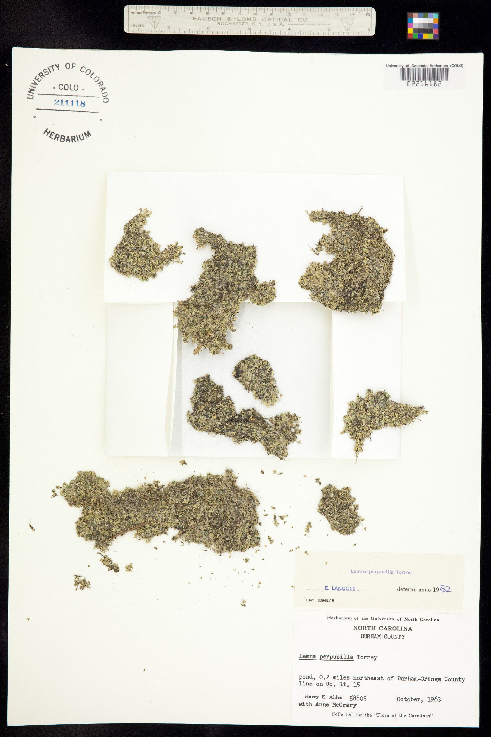 Lemna perpusilla image