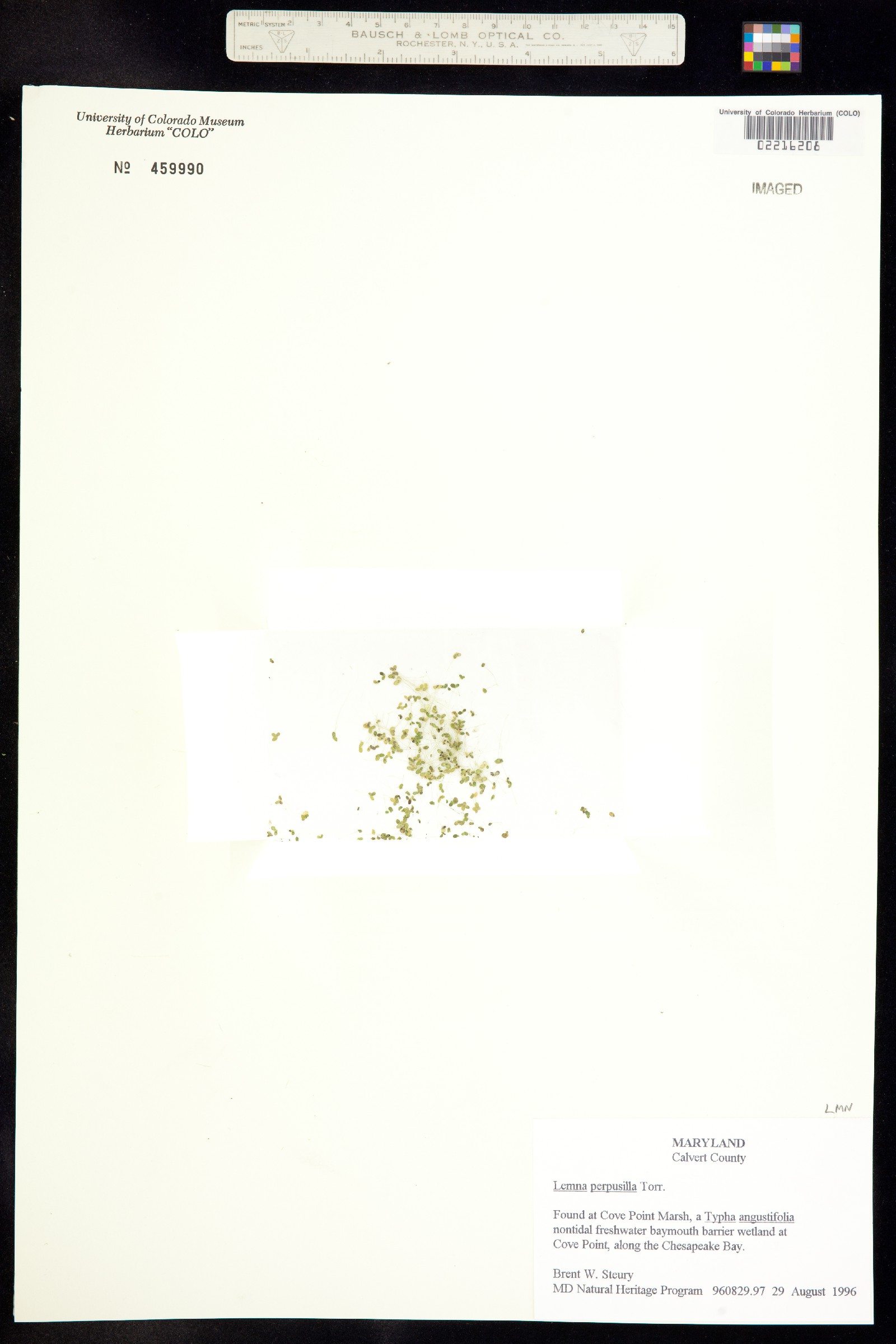Lemna perpusilla image