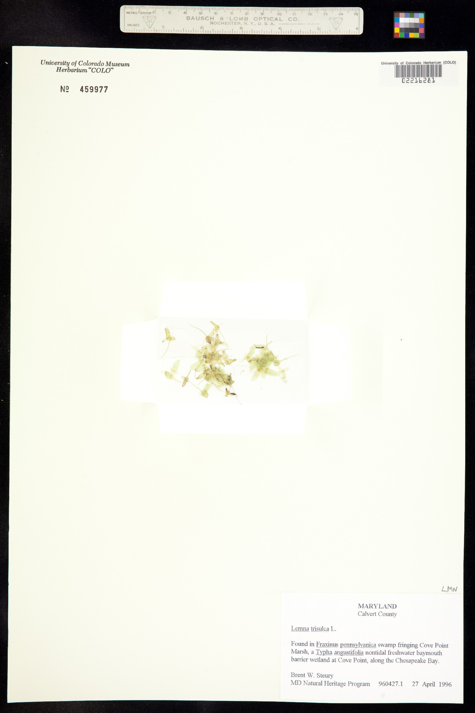 Lemna trisulca image