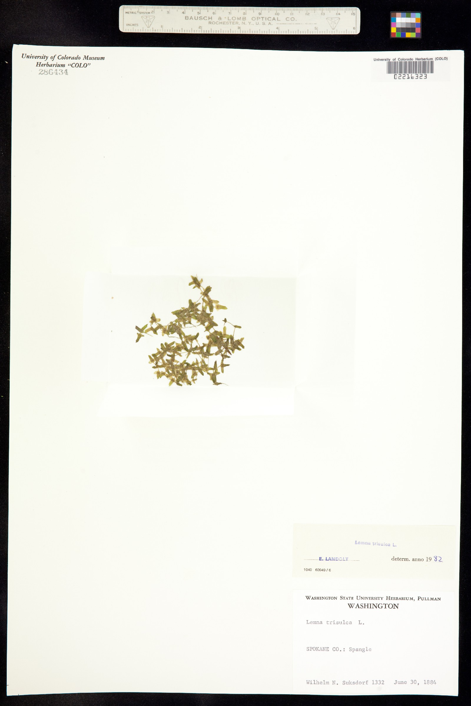 Lemna trisulca image