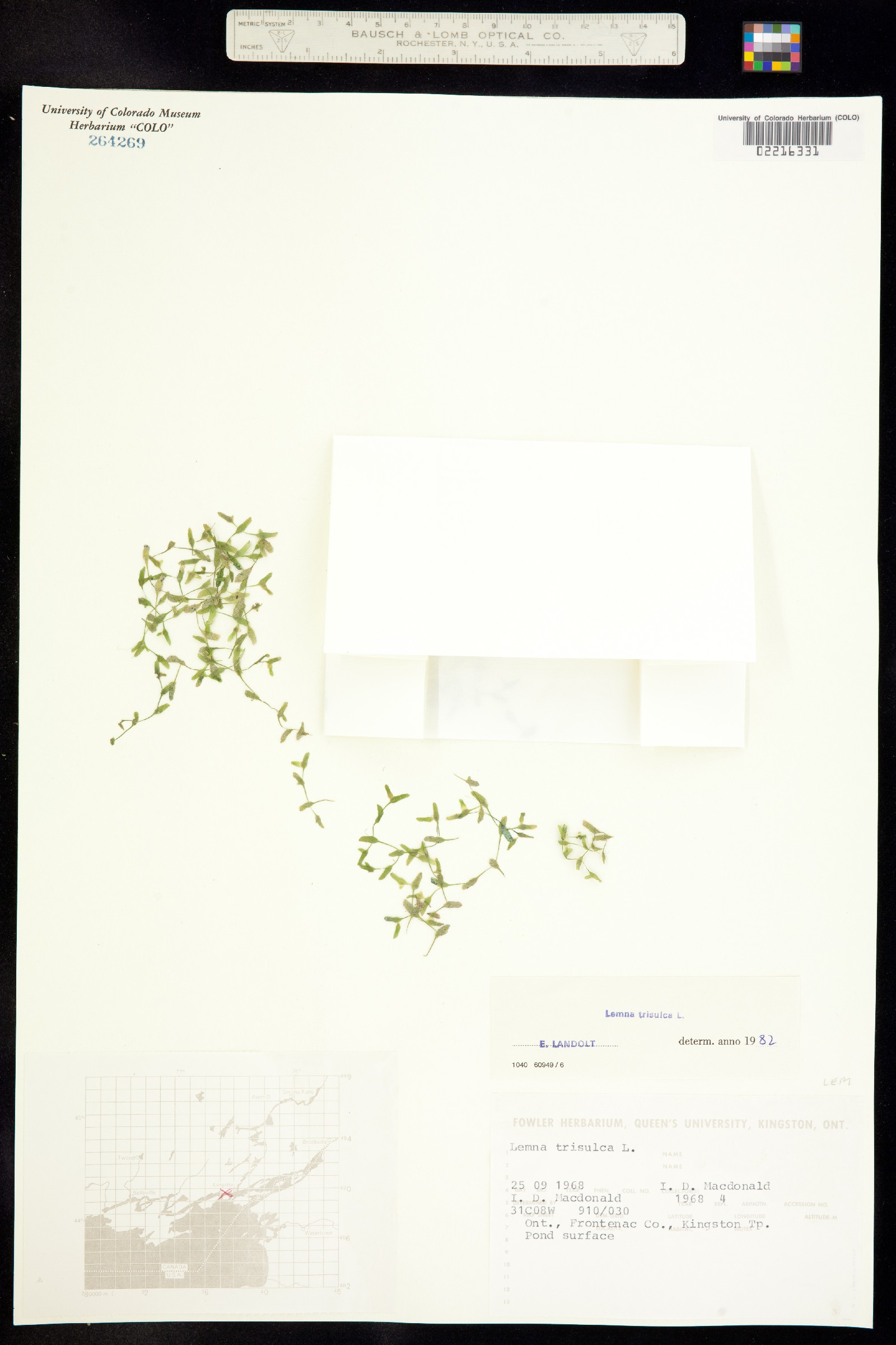 Lemna trisulca image