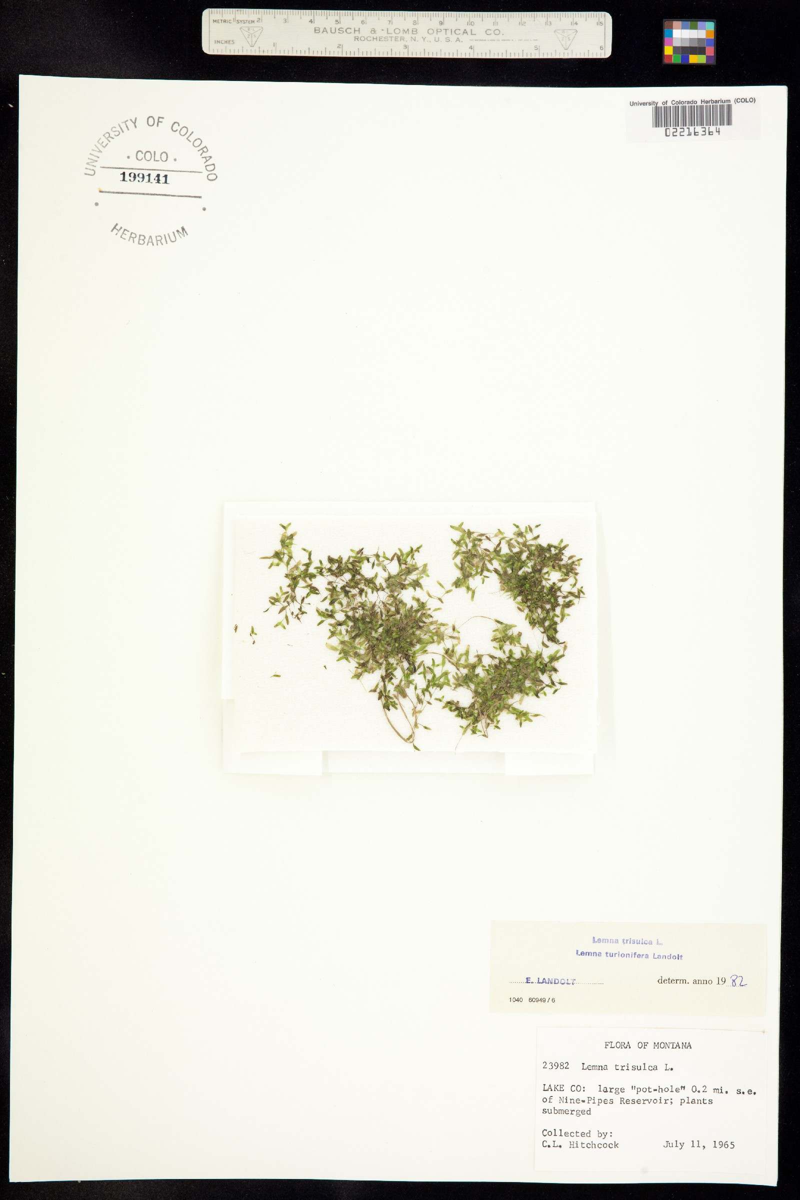 Lemna trisulca image