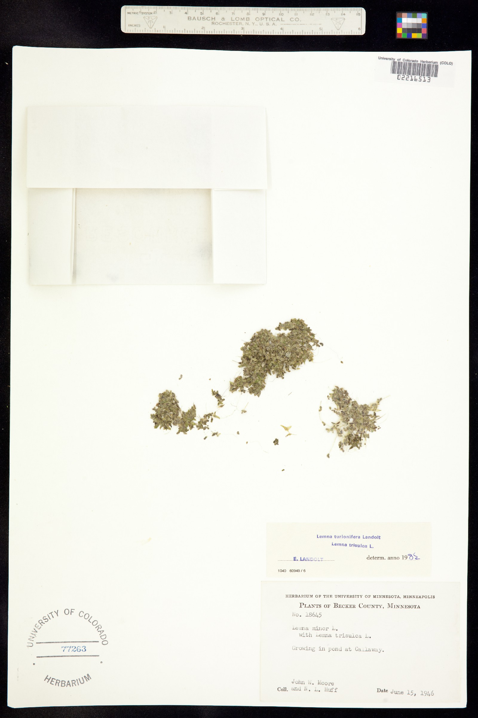Lemna turionifera image