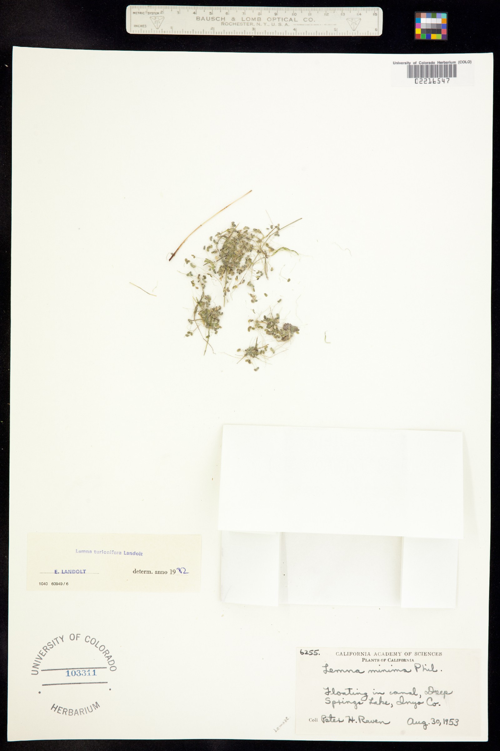 Lemna turionifera image