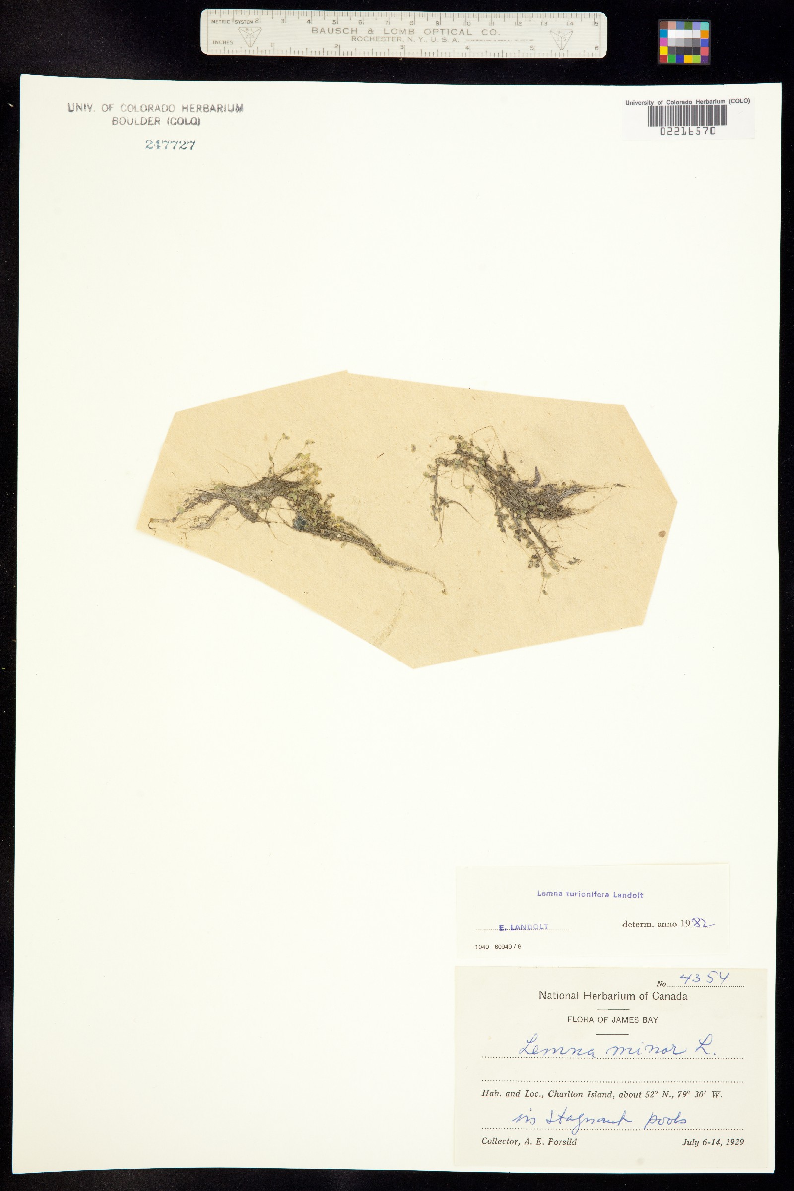 Lemna turionifera image