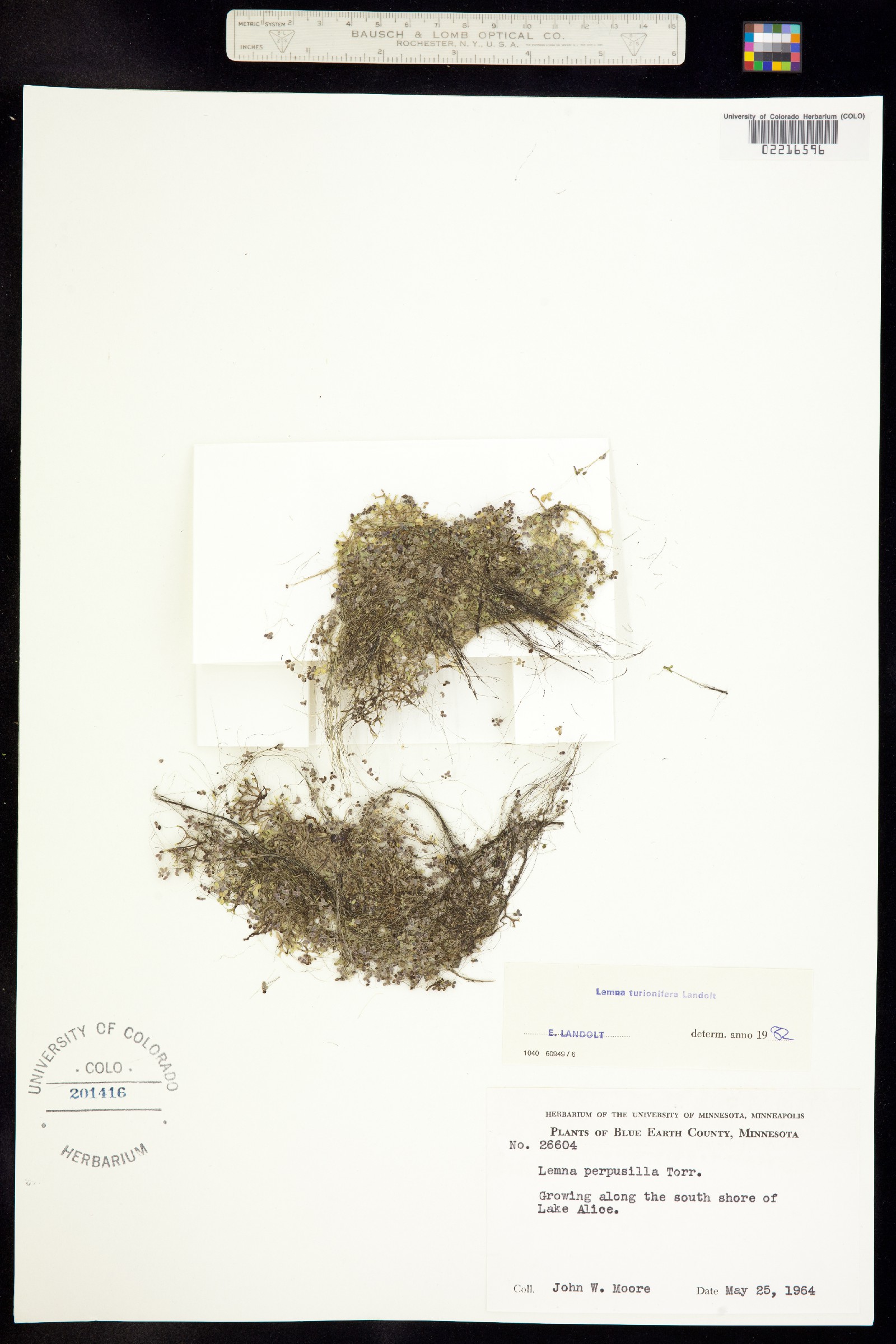 Lemna turionifera image