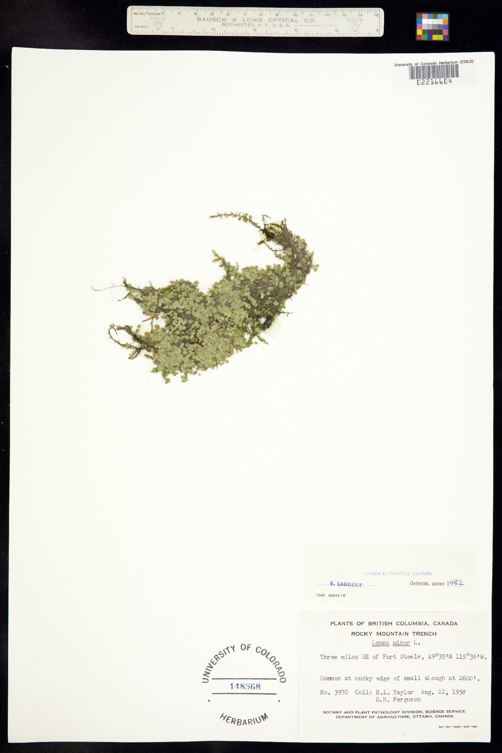 Lemna turionifera image