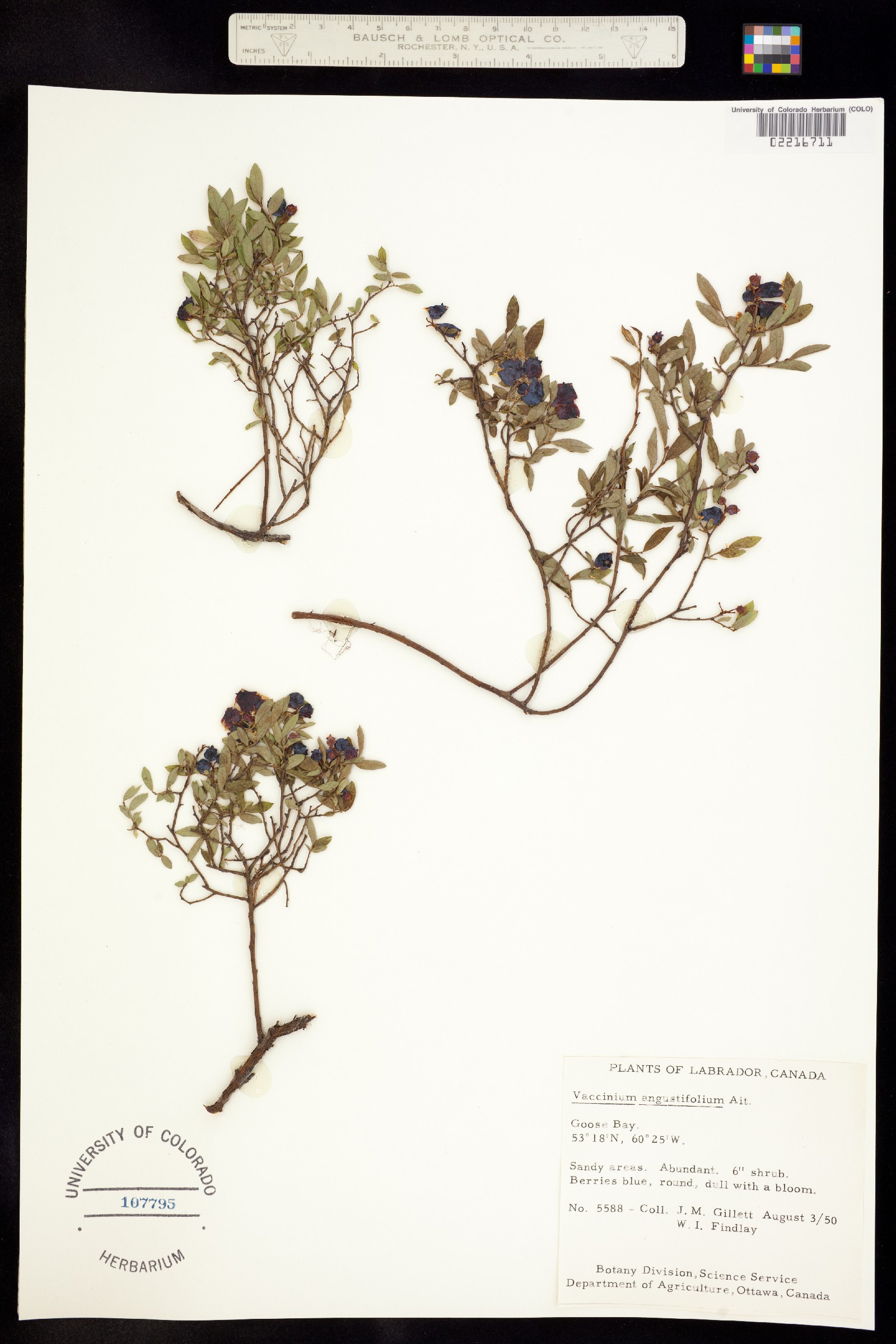 Vaccinium boreale image