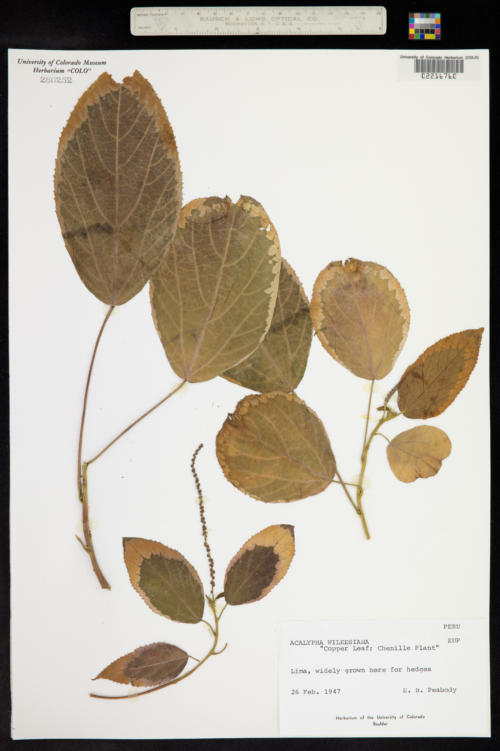 Acalypha wilkesiana image