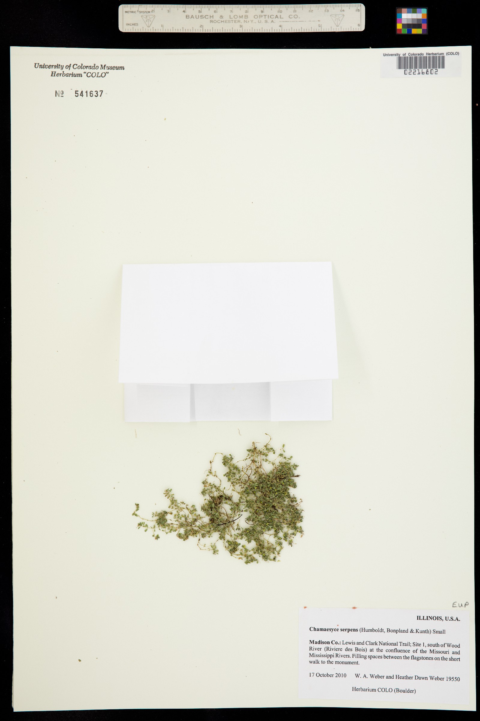 Euphorbia serpens image