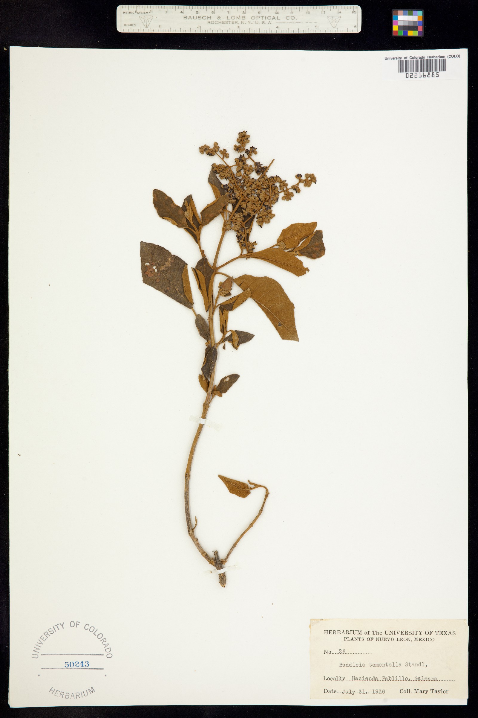 Buddleja cordata image
