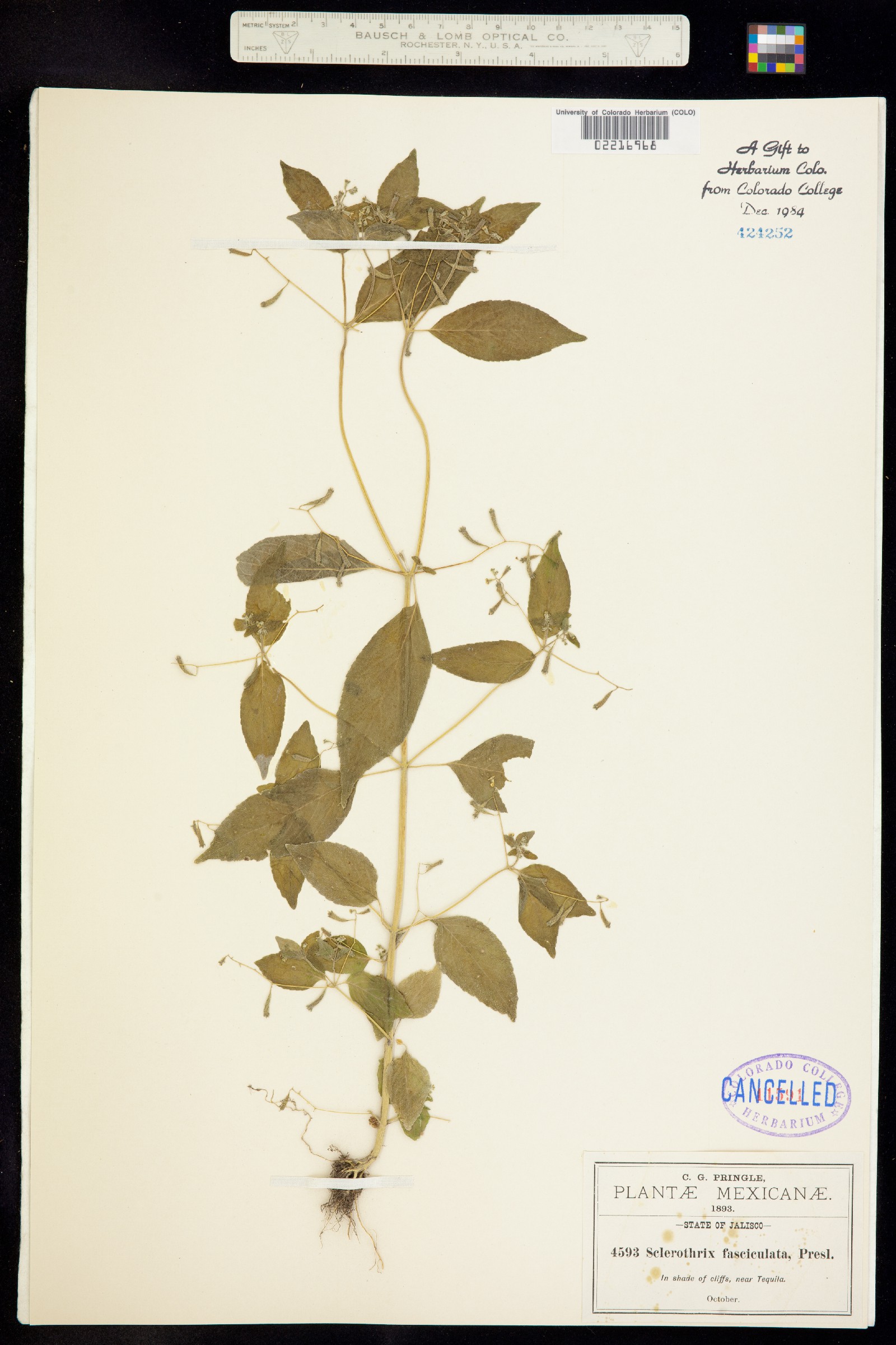 Sclerothrix image