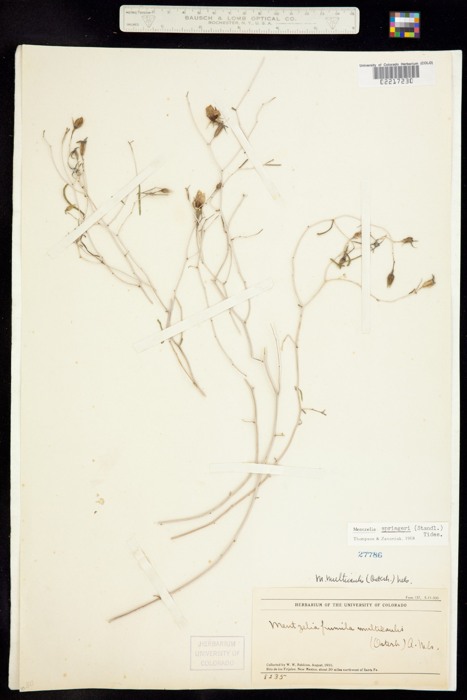 Mentzelia springeri image