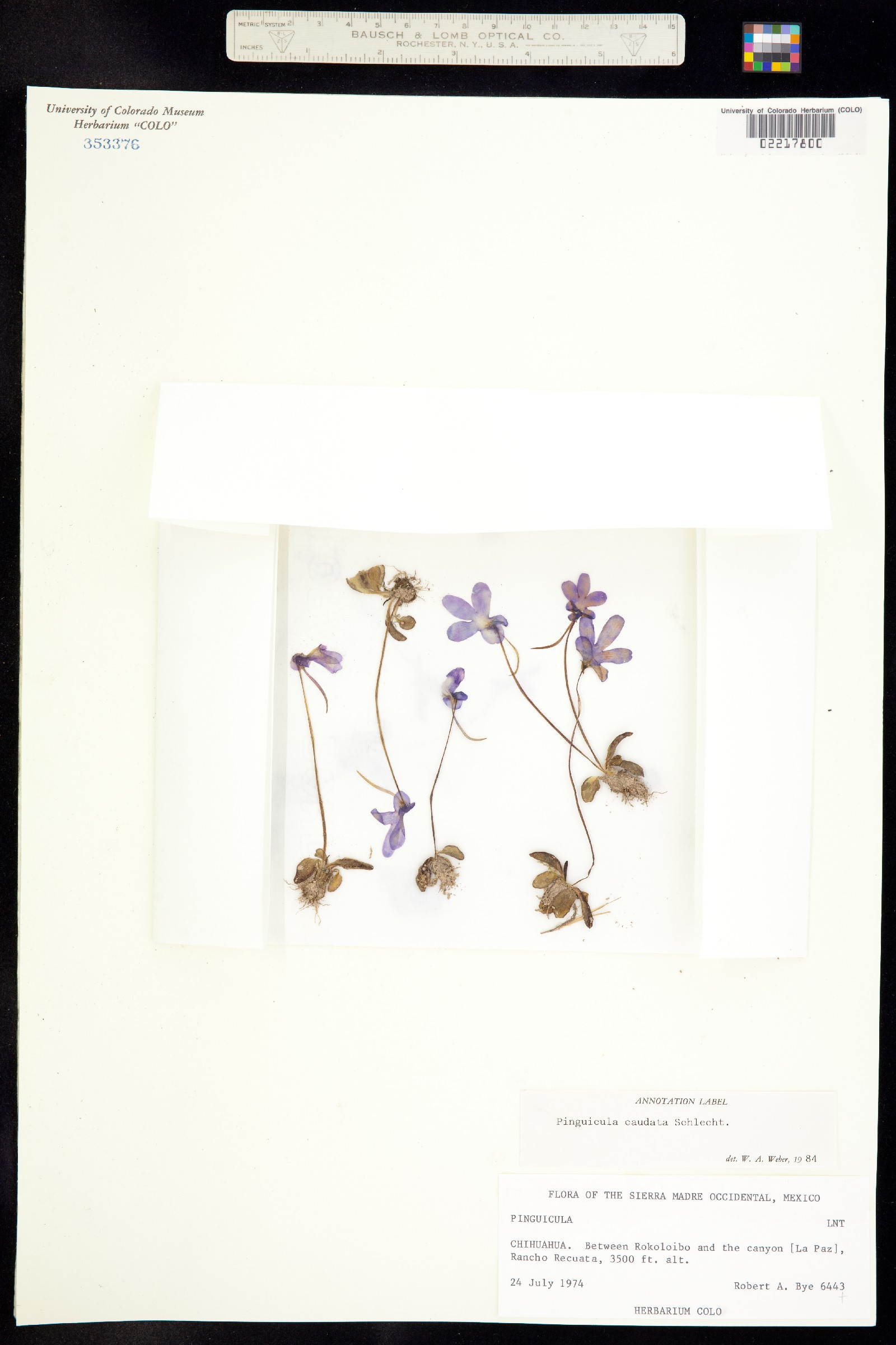 Pinguicula caudata image