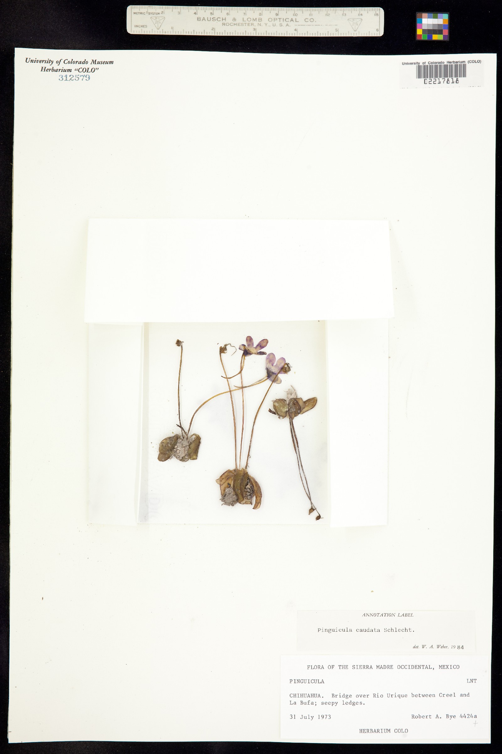 Pinguicula caudata image