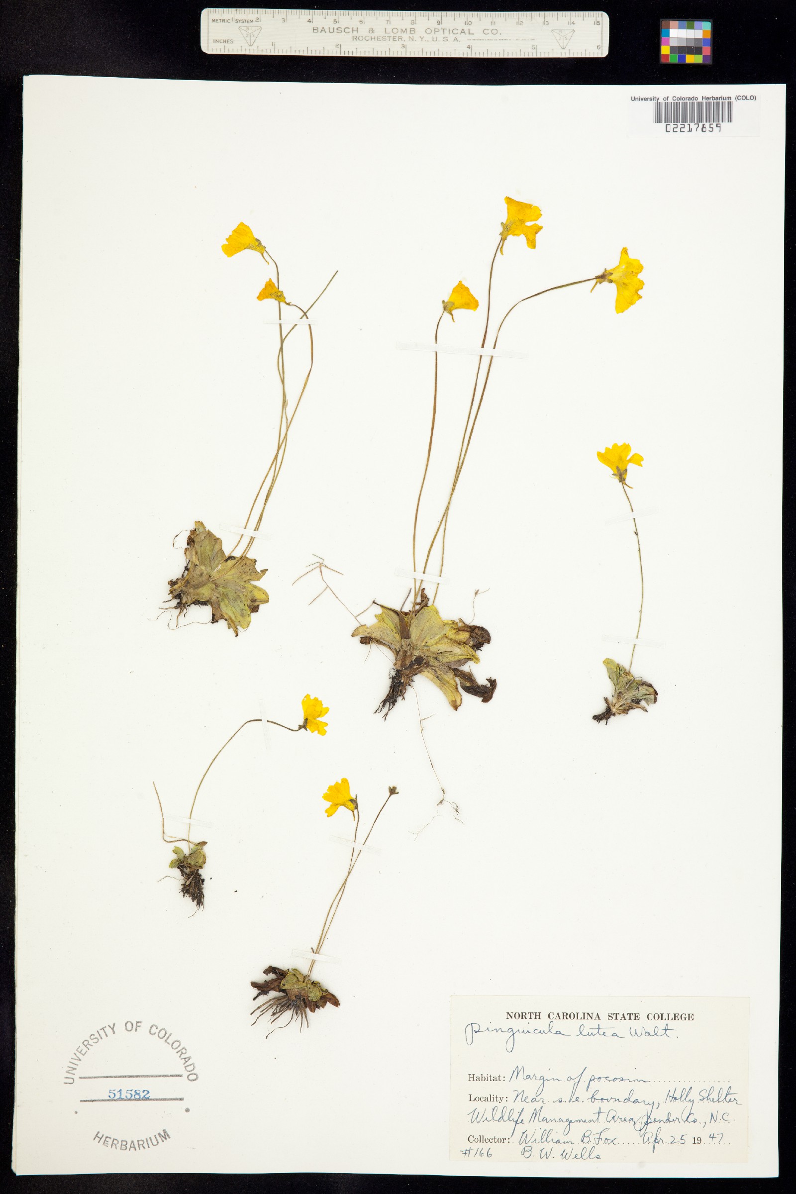Pinguicula lutea image