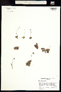 Image of Pinguicula villosa