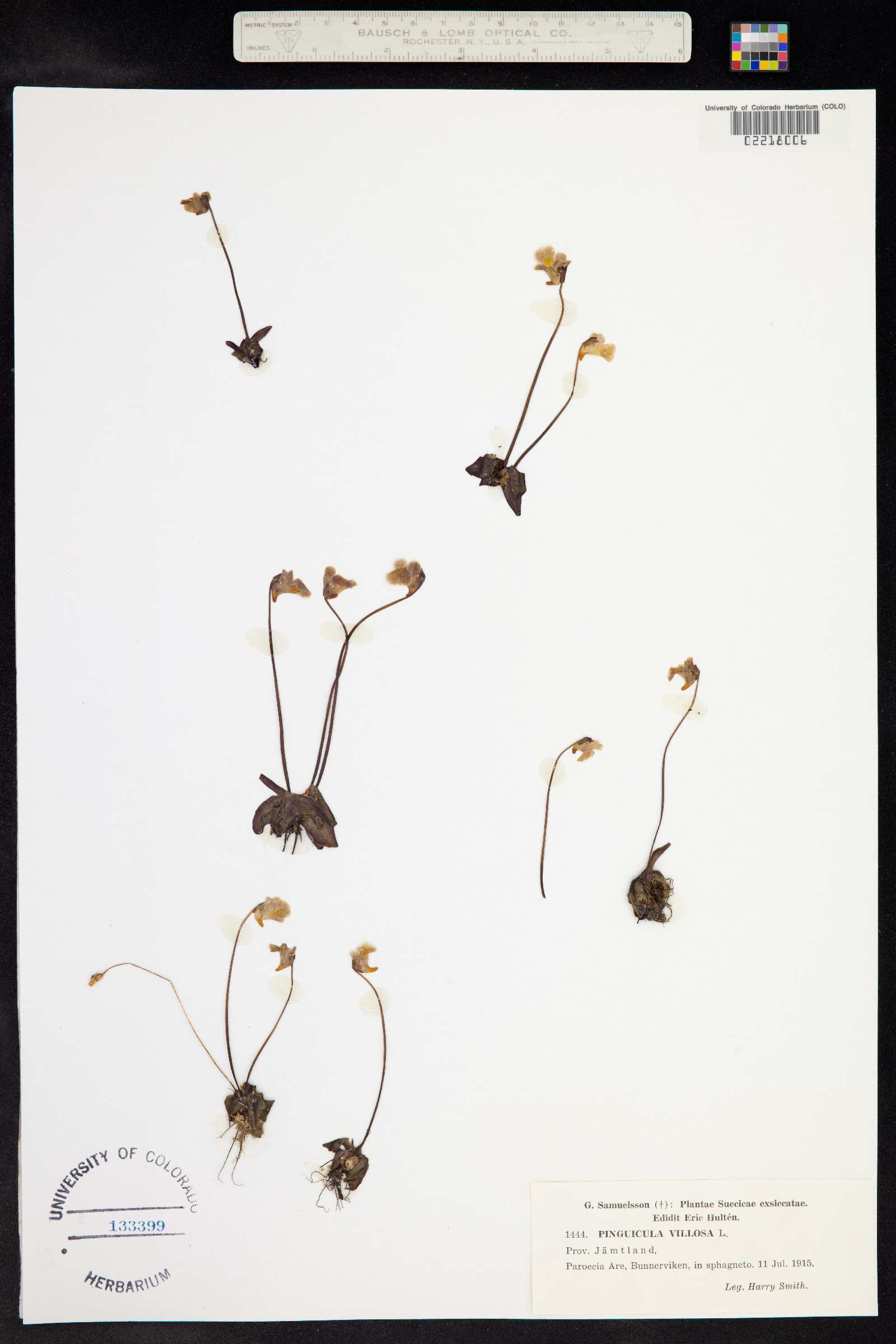 Lentibulariaceae image