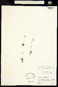Pinguicula villosa image