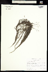 Image of Utricularia gibba