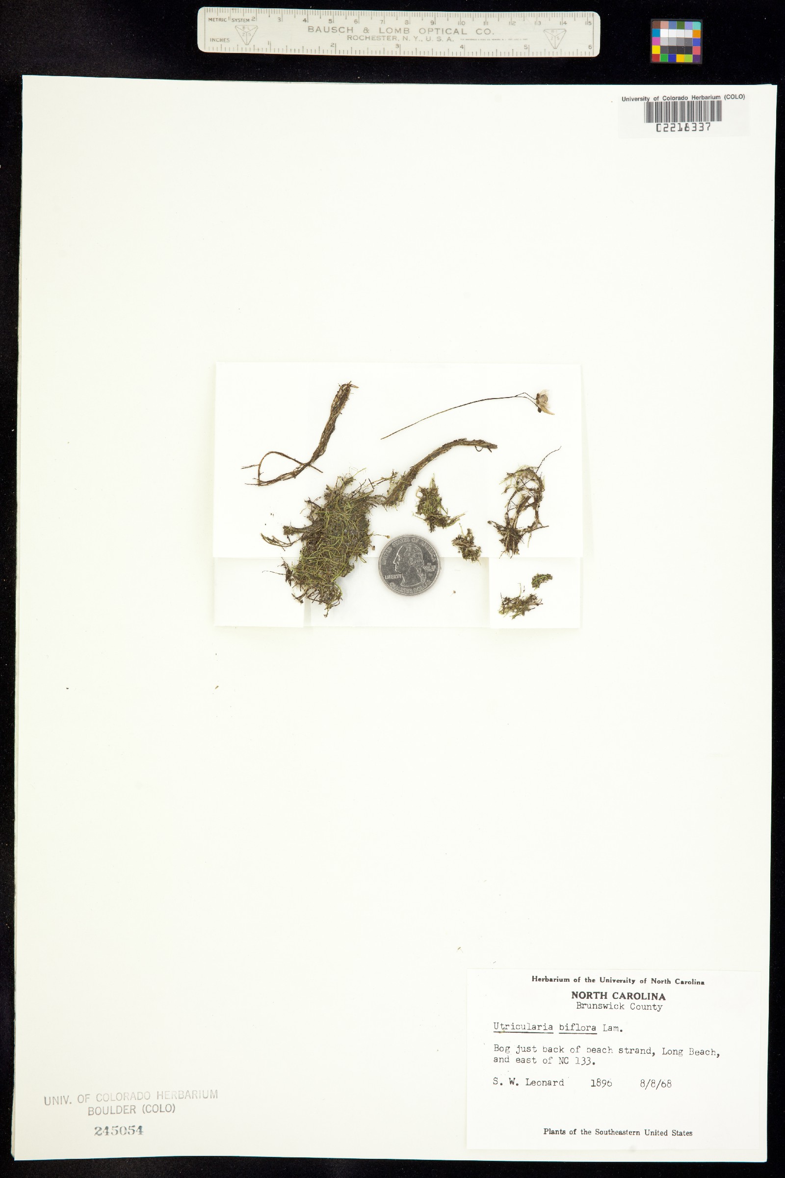 Utricularia gibba image