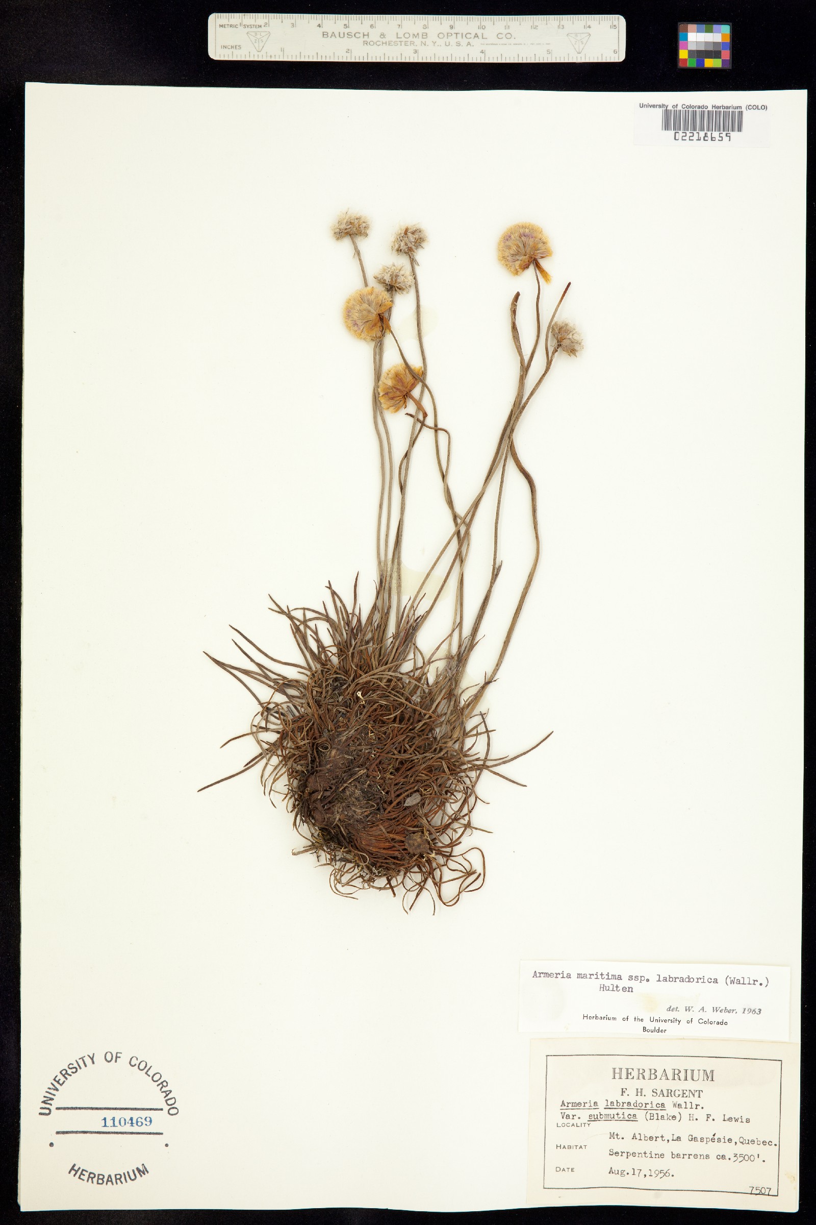 Armeria scabra image