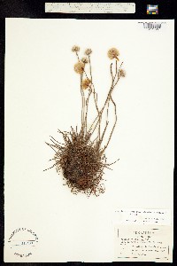 Armeria maritima ssp. sibirica image