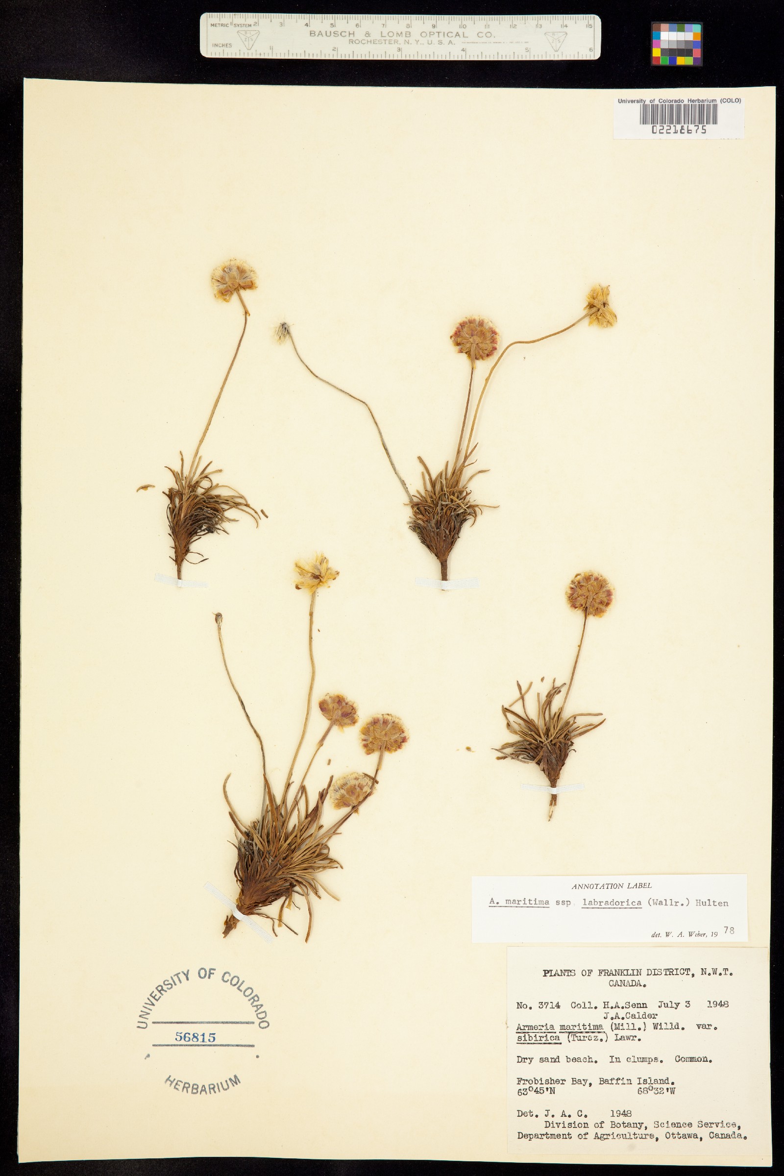 Armeria scabra image