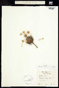 Armeria maritima ssp. sibirica image
