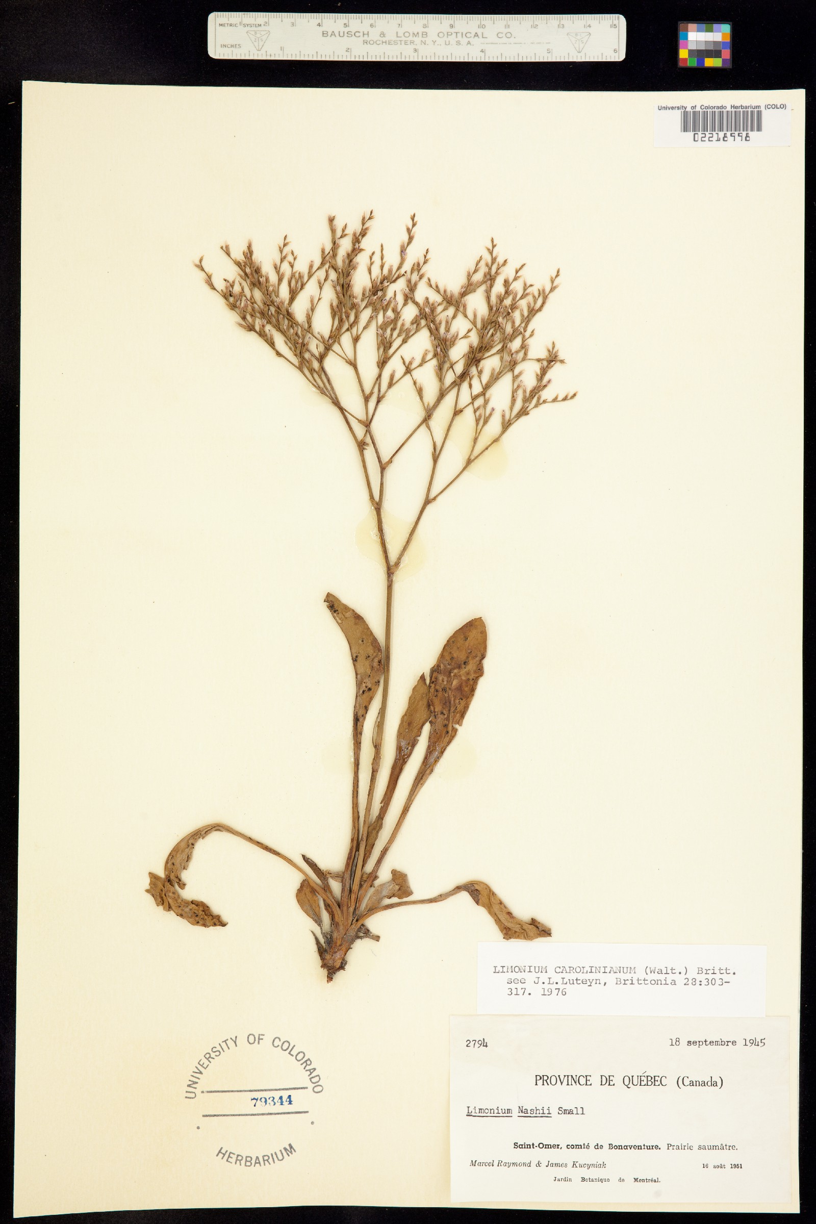 Limonium carolinianum image
