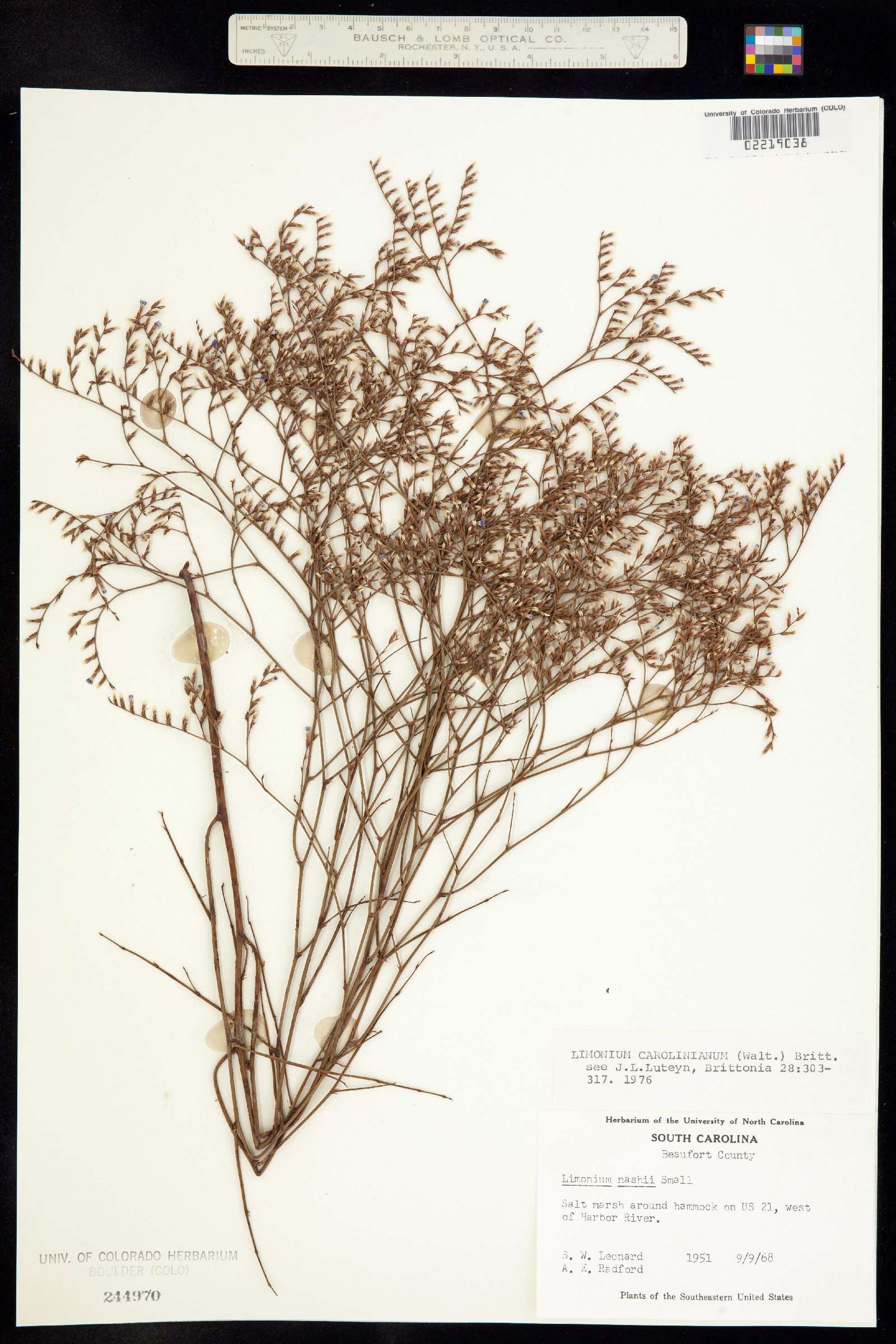 Limonium carolinianum image