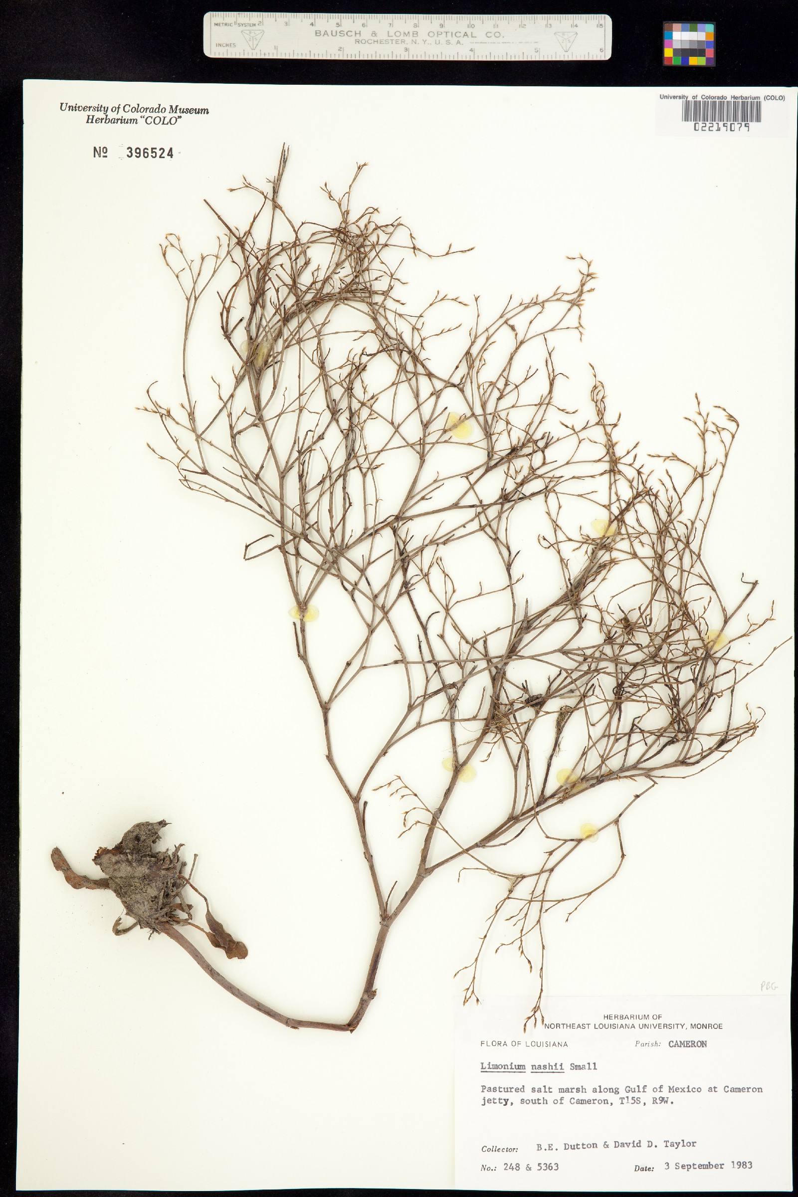 Plumbaginaceae image