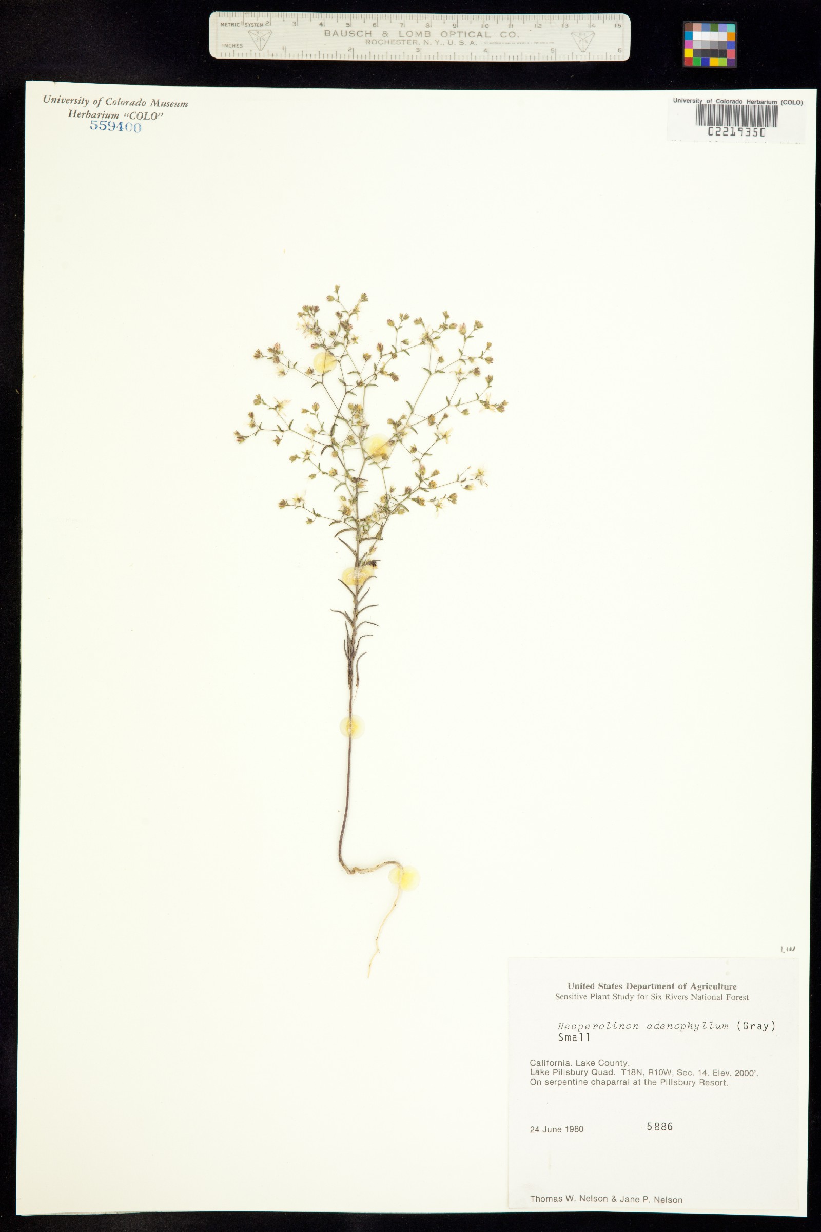 Hesperolinon adenophyllum image