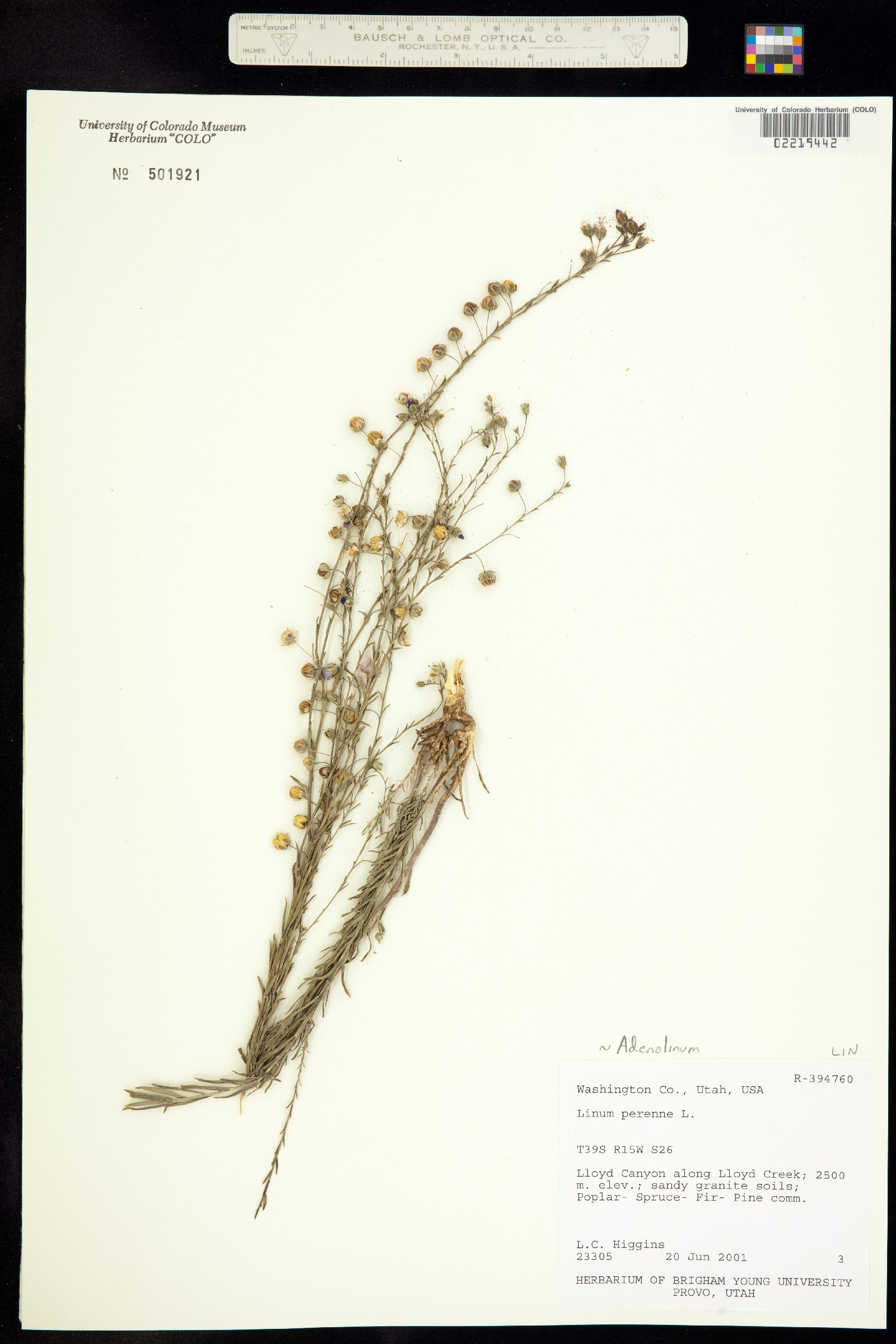 Linum perenne subsp. perenne image