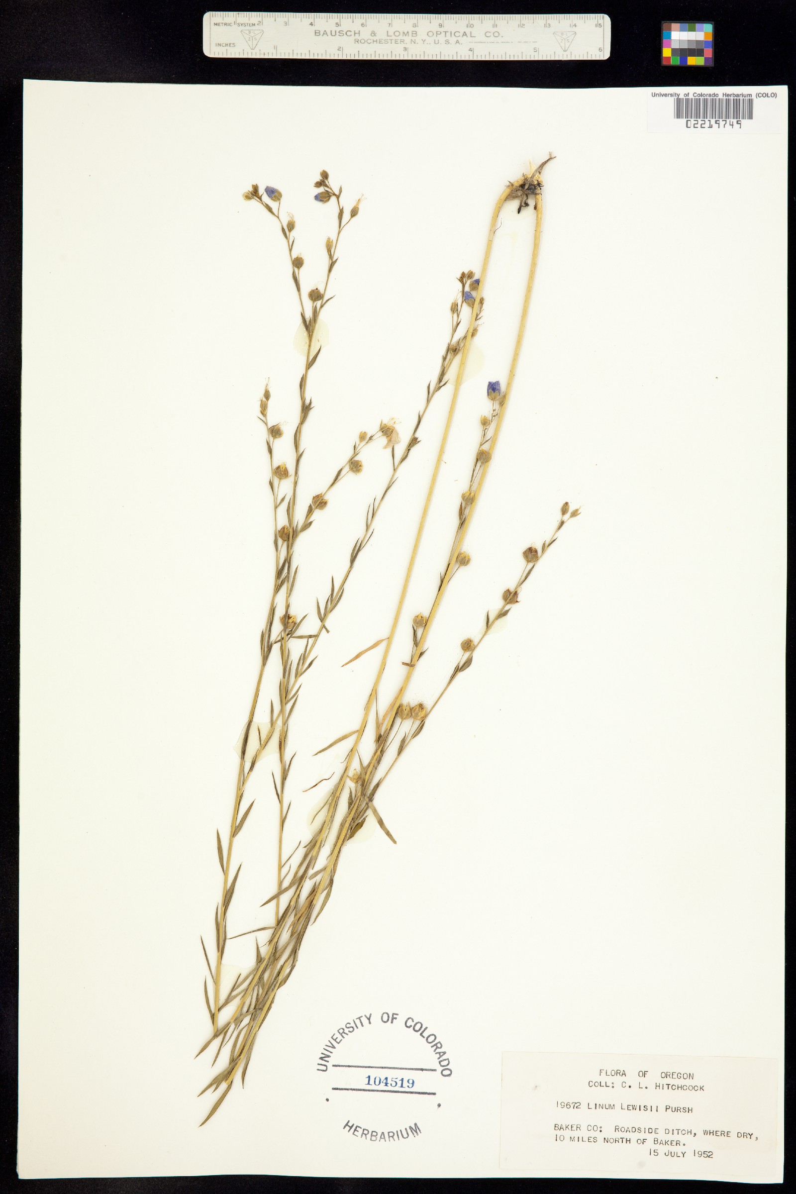 Linum lewisii var. lewisii image