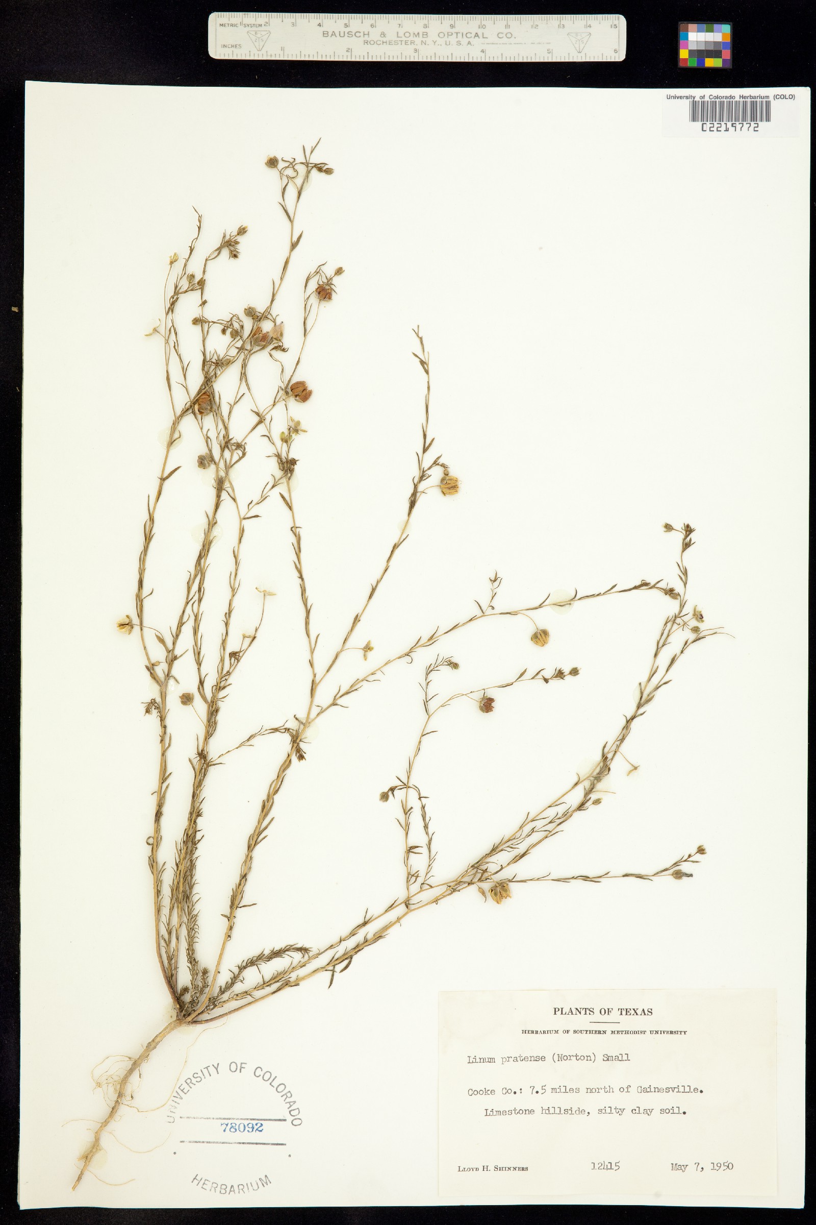 Linum pratense image