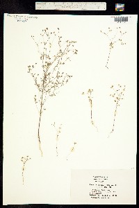 Hesperolinon bicarpellatum image