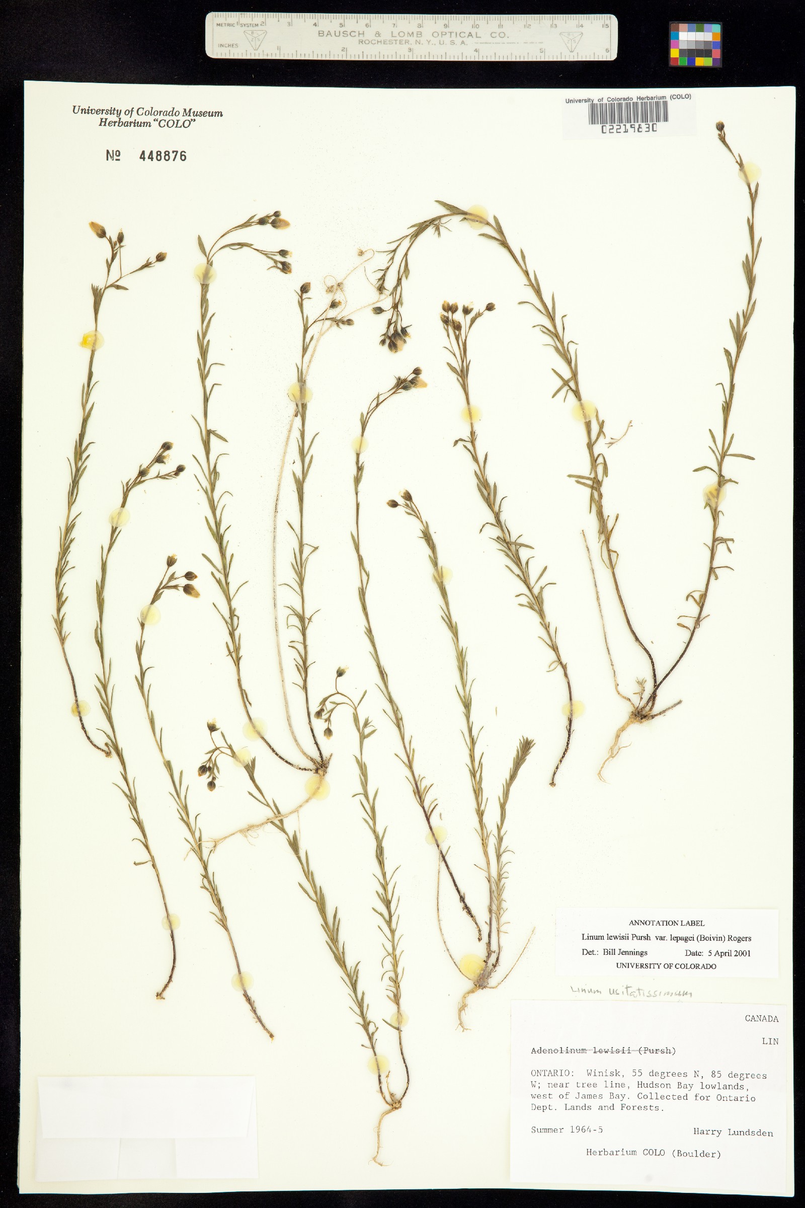 Linum lewisii var. lewisii image